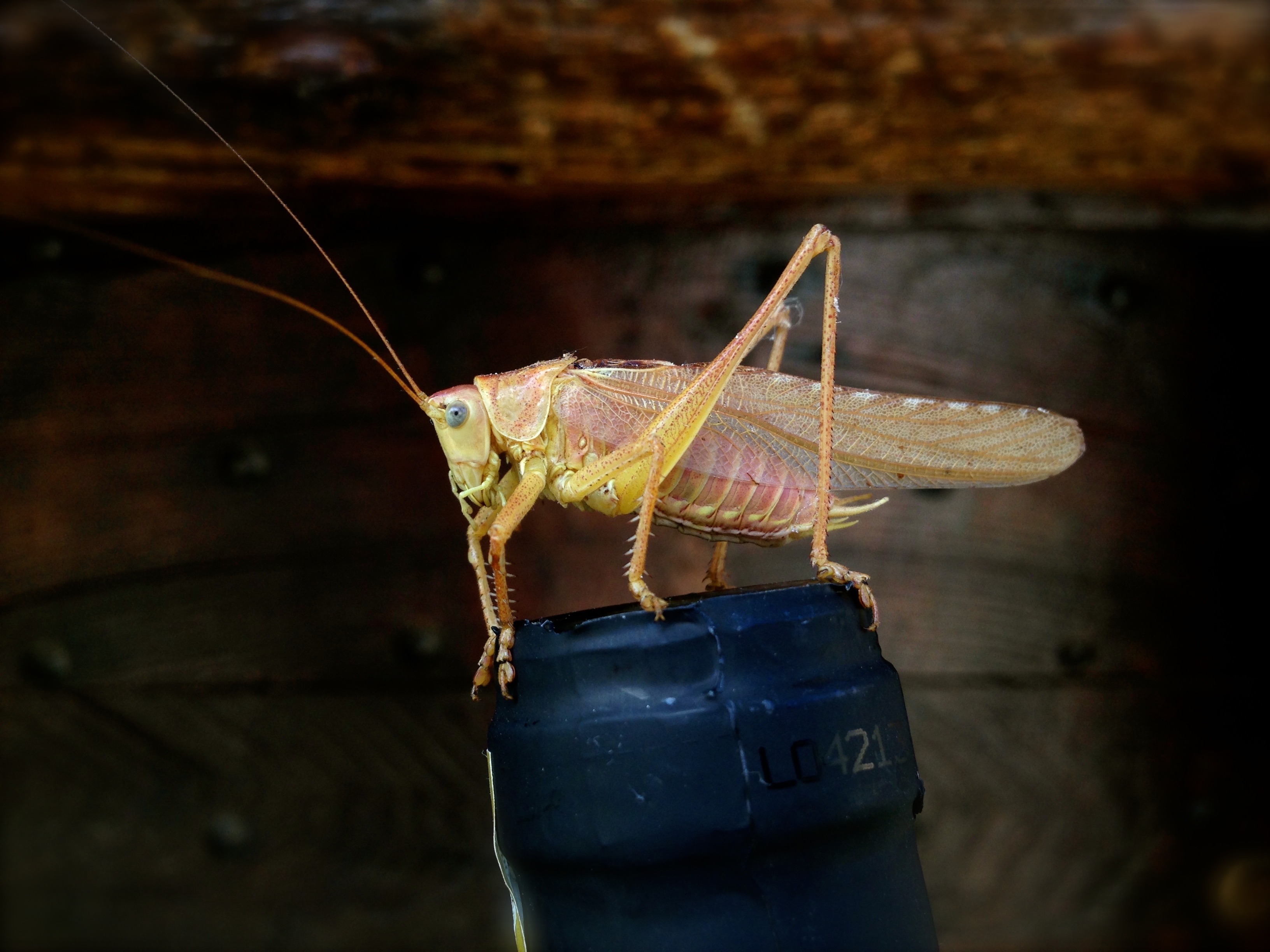 Free photo Domestic light grasshopper