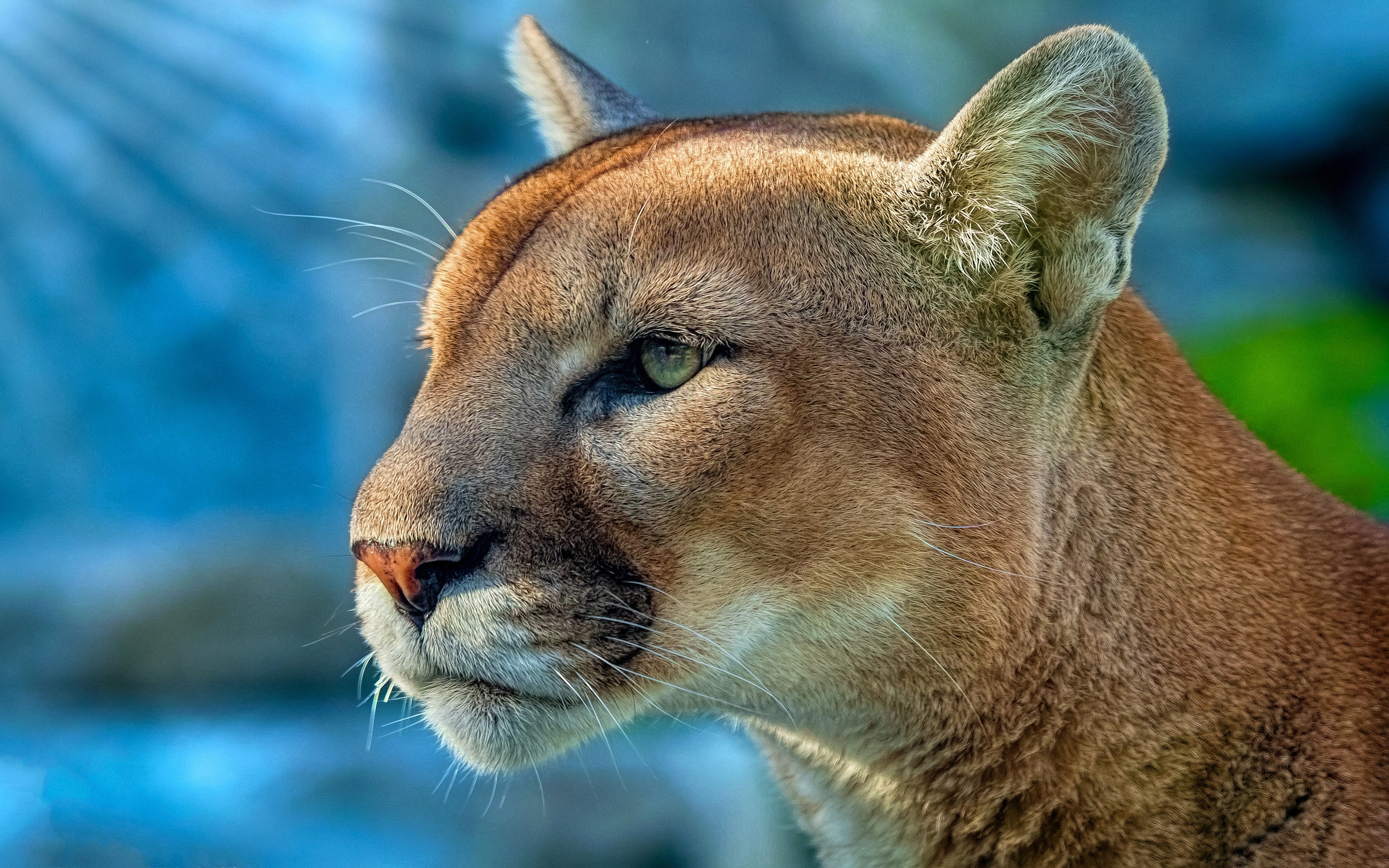 Wallpapers puma cougar animals on the desktop