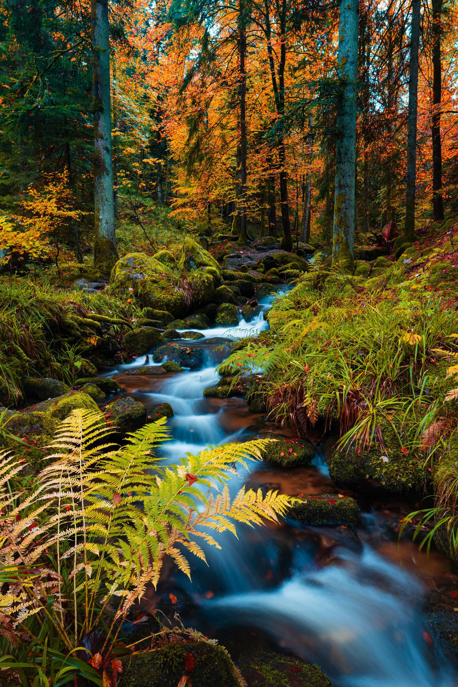 Бесплатное фото Ручей бурлит в осеннем лесу