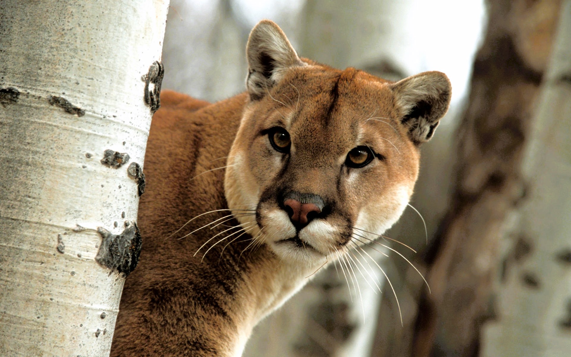 The sly face of a cougar