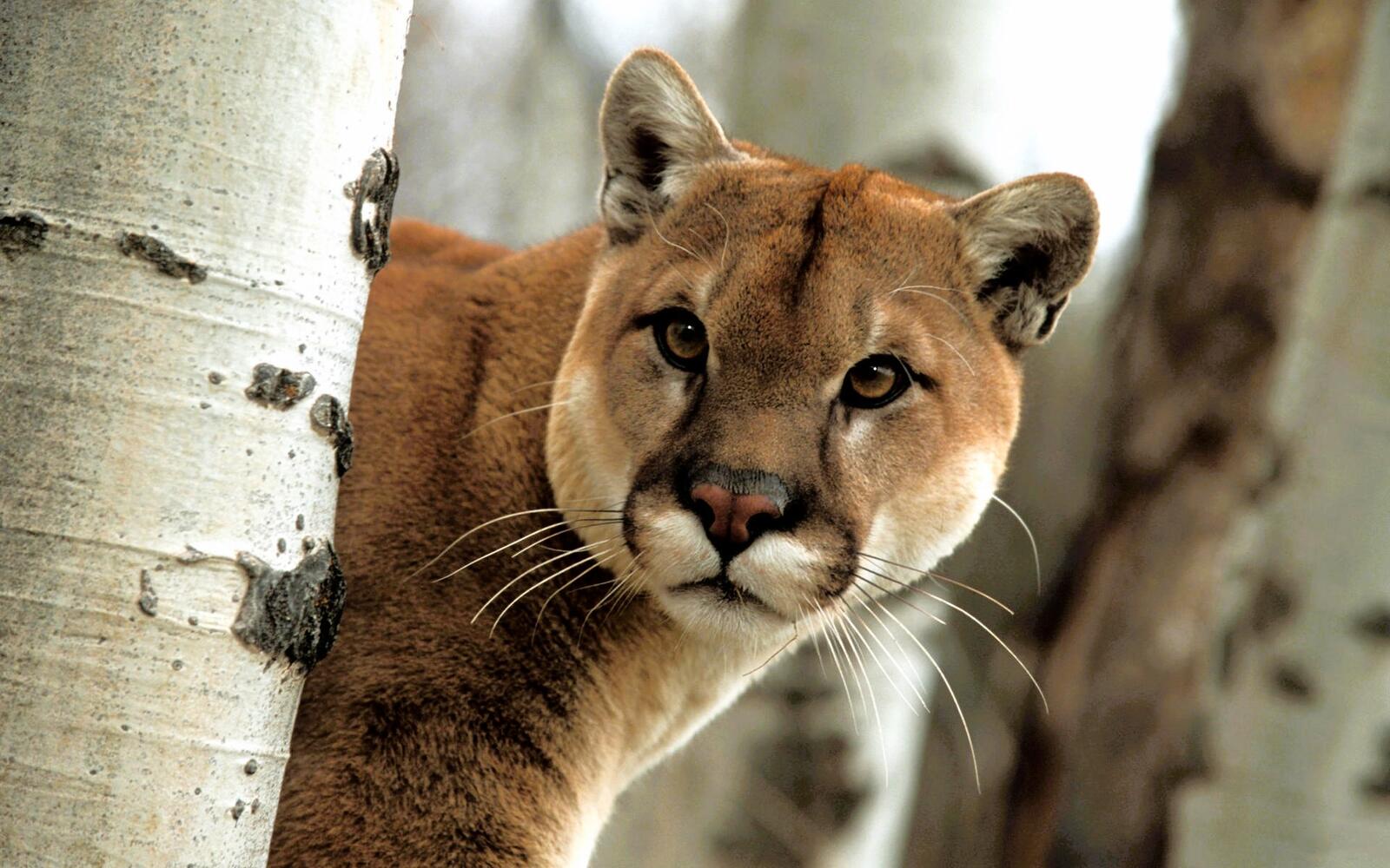 Free photo The sly face of a cougar