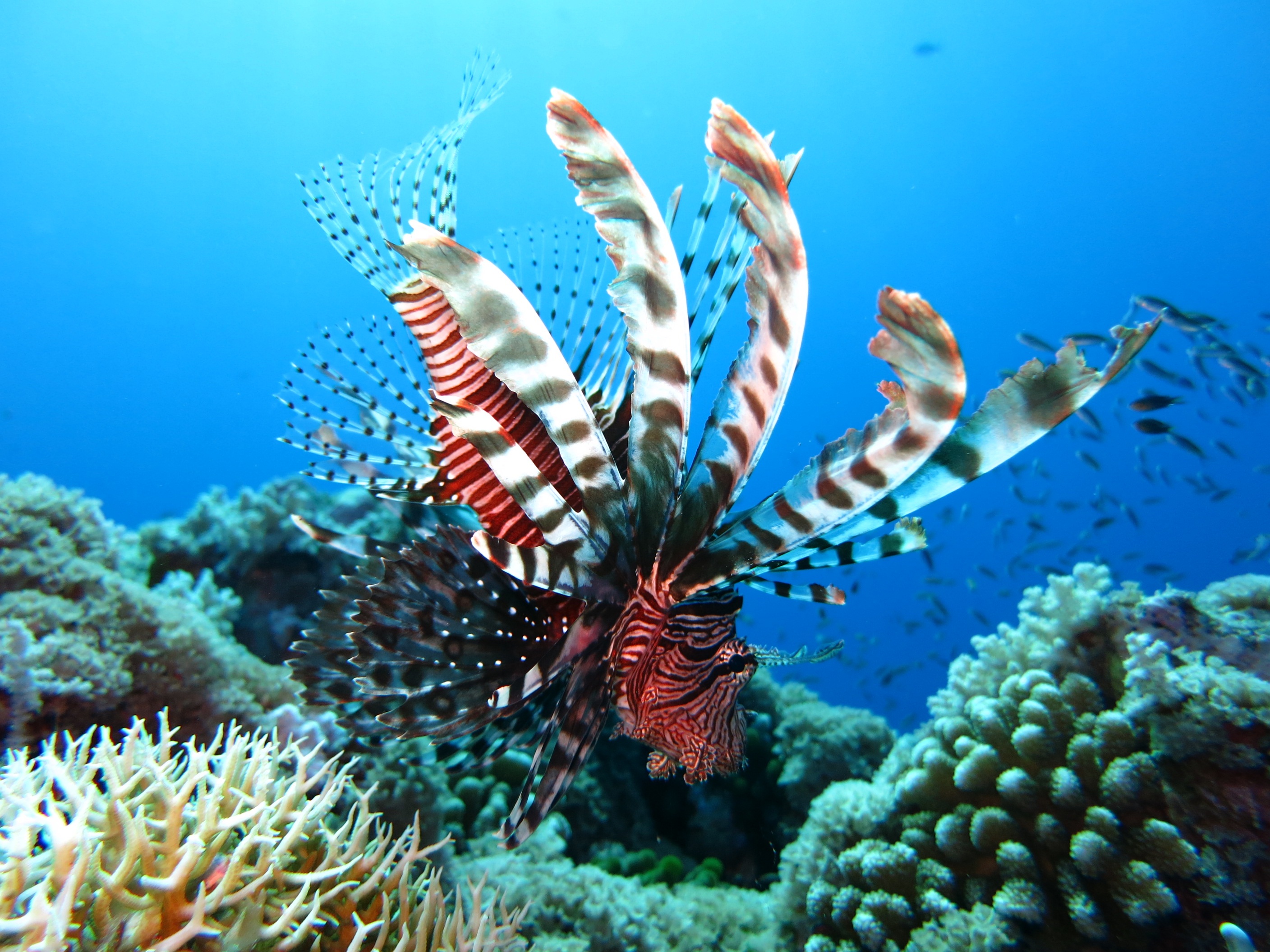 Free photo A lionfish swims near coral reefs