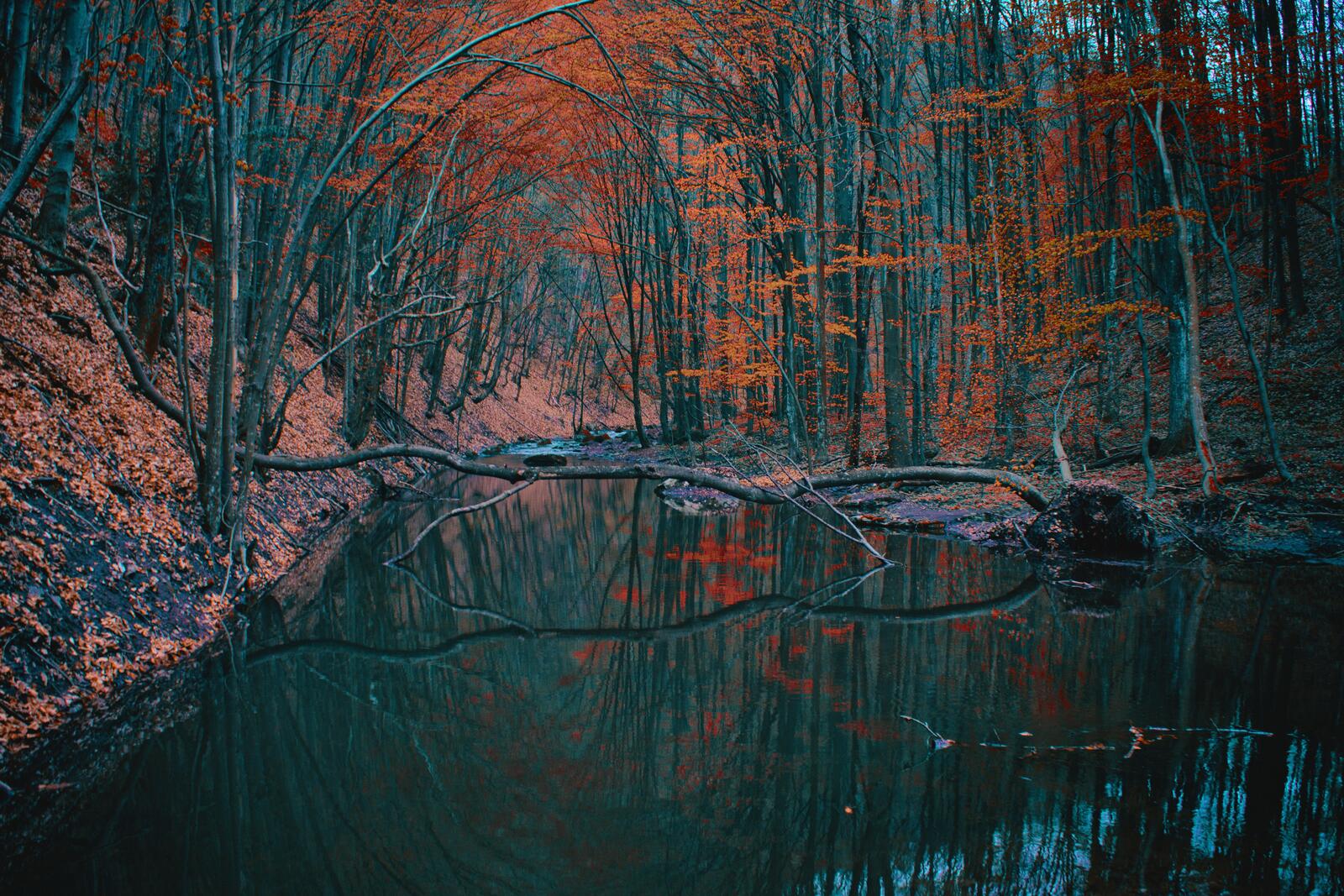 Free photo A wide river in an autumn forest