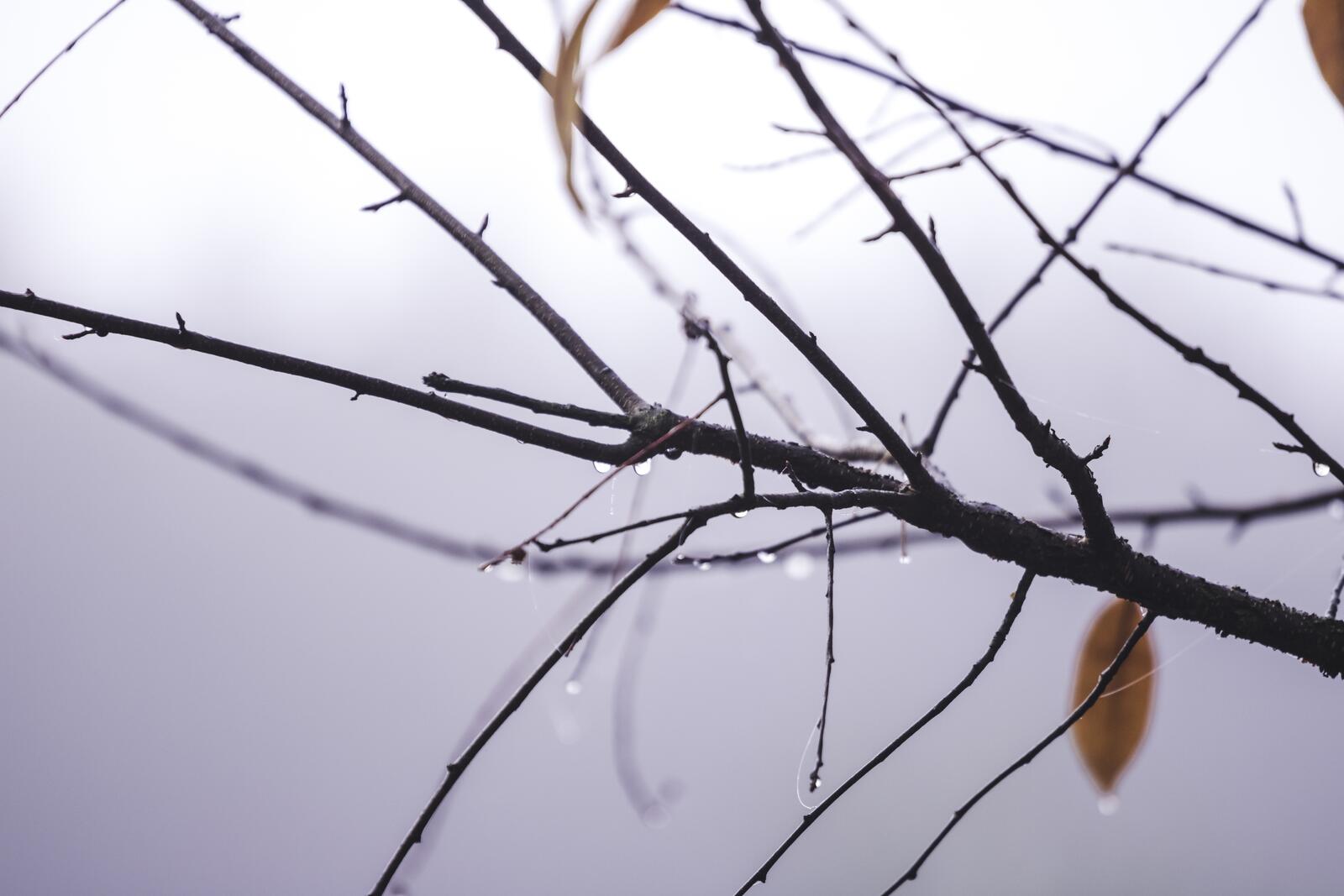 Free photo A branch without leaves in rainy weather