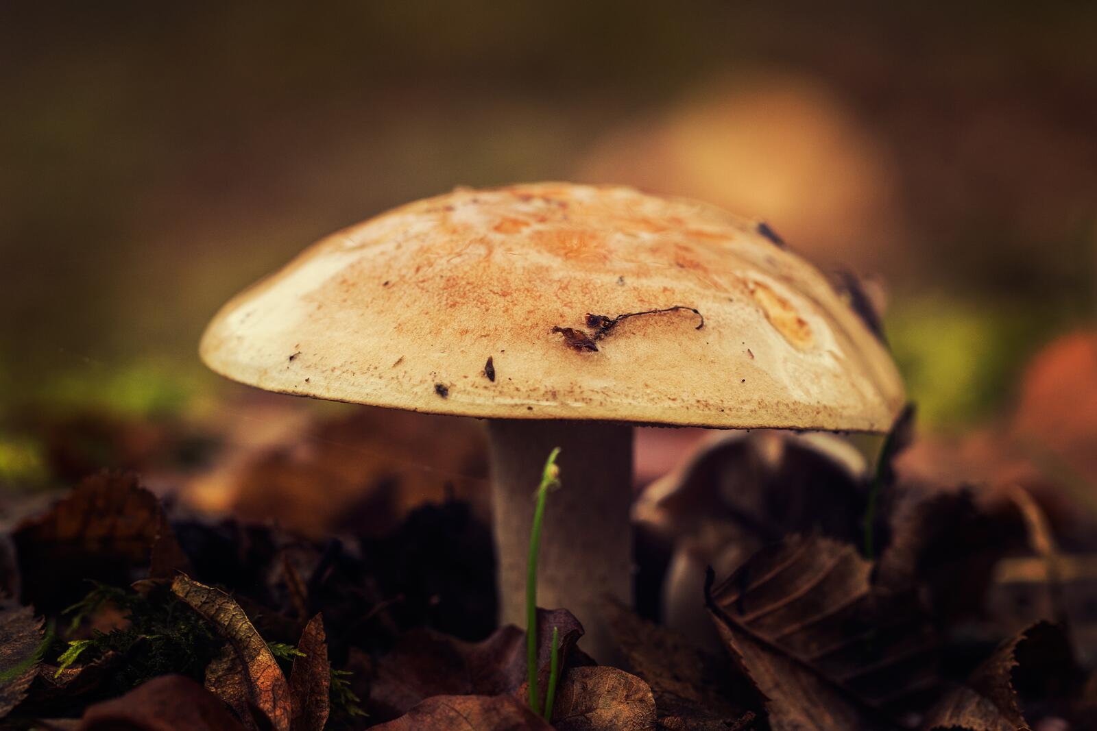 Free photo Mushroom in autumn leaves