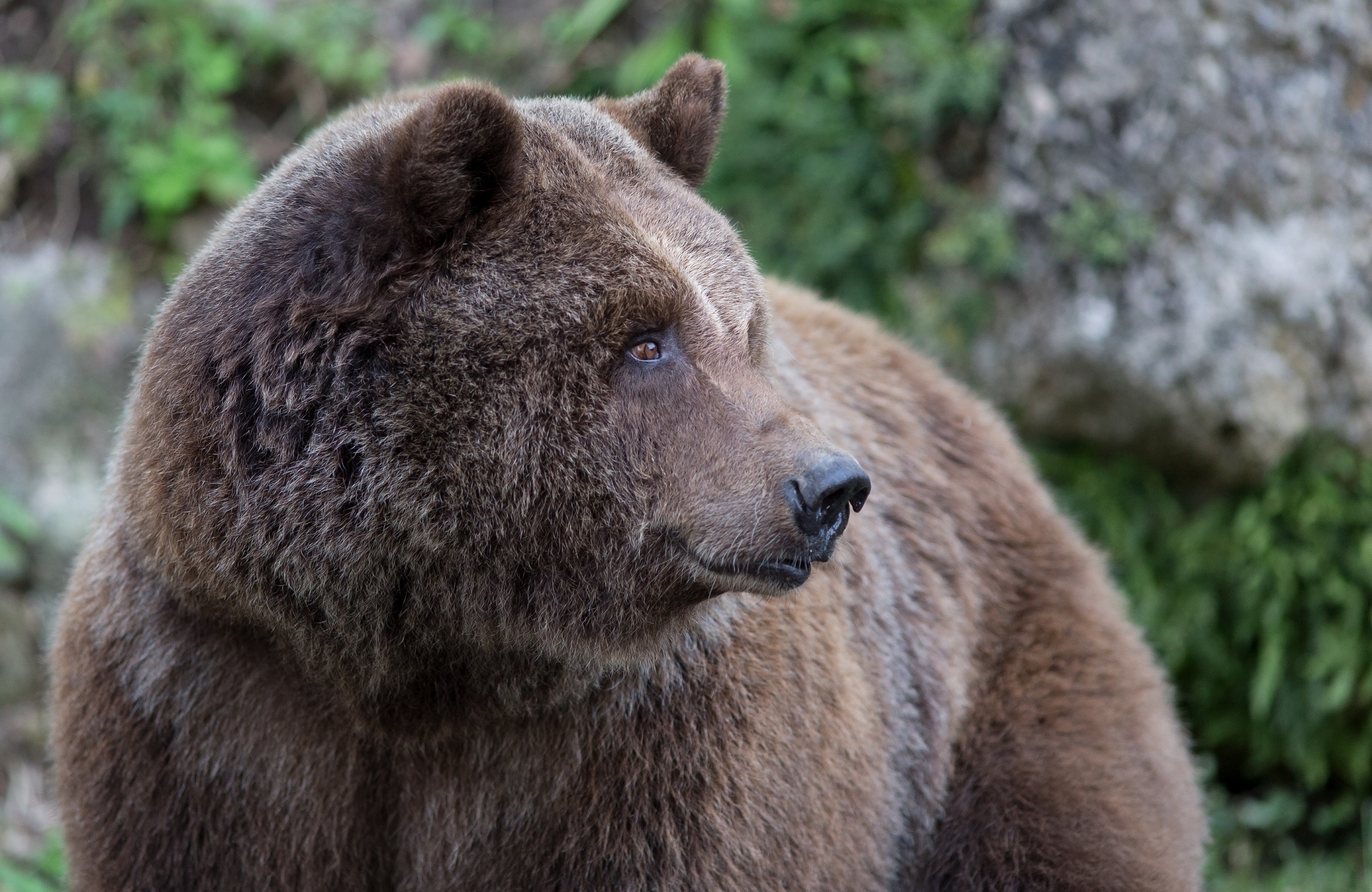 Free photo A large adult brown bear