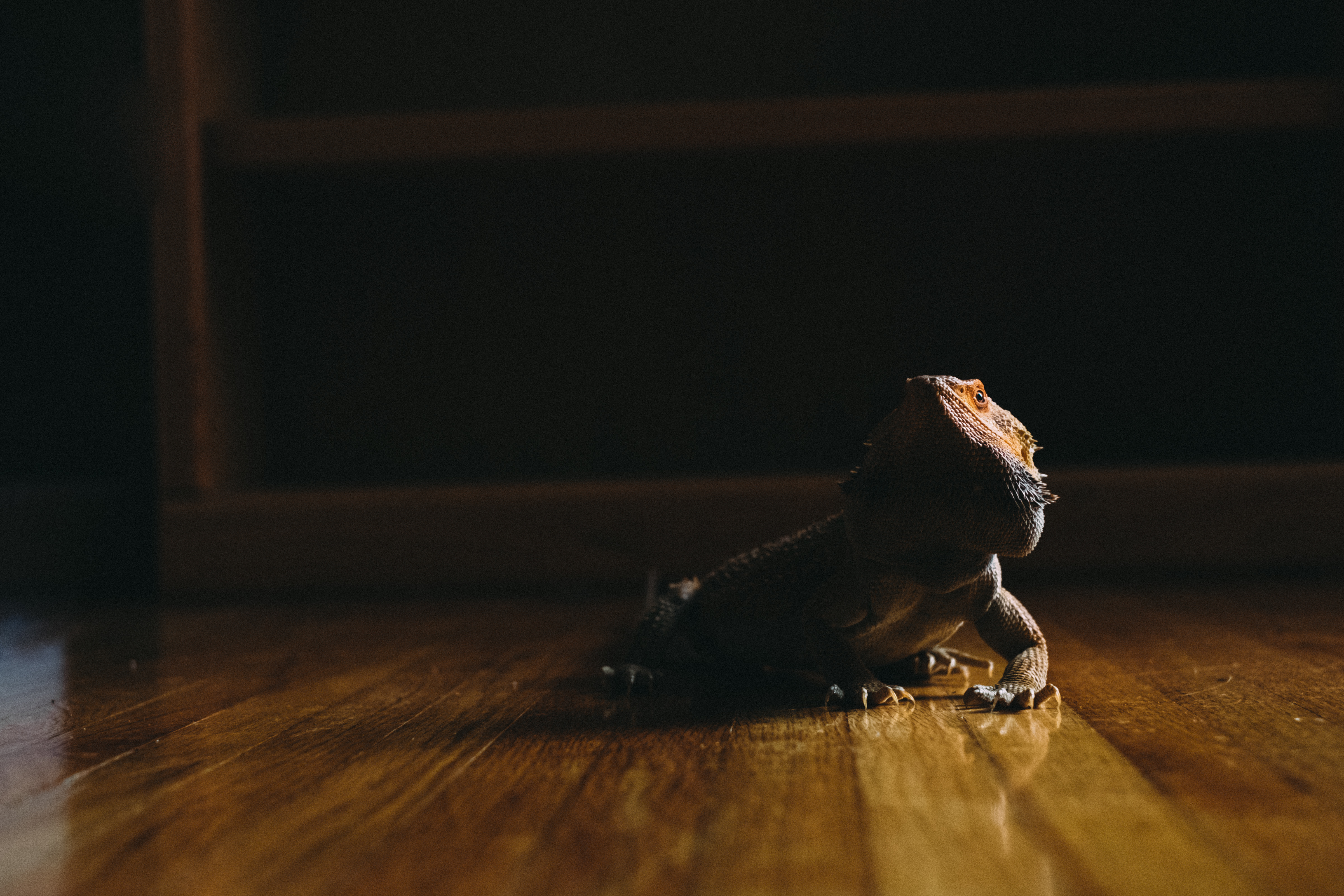A domestic lizard crawls on the laminate flooring