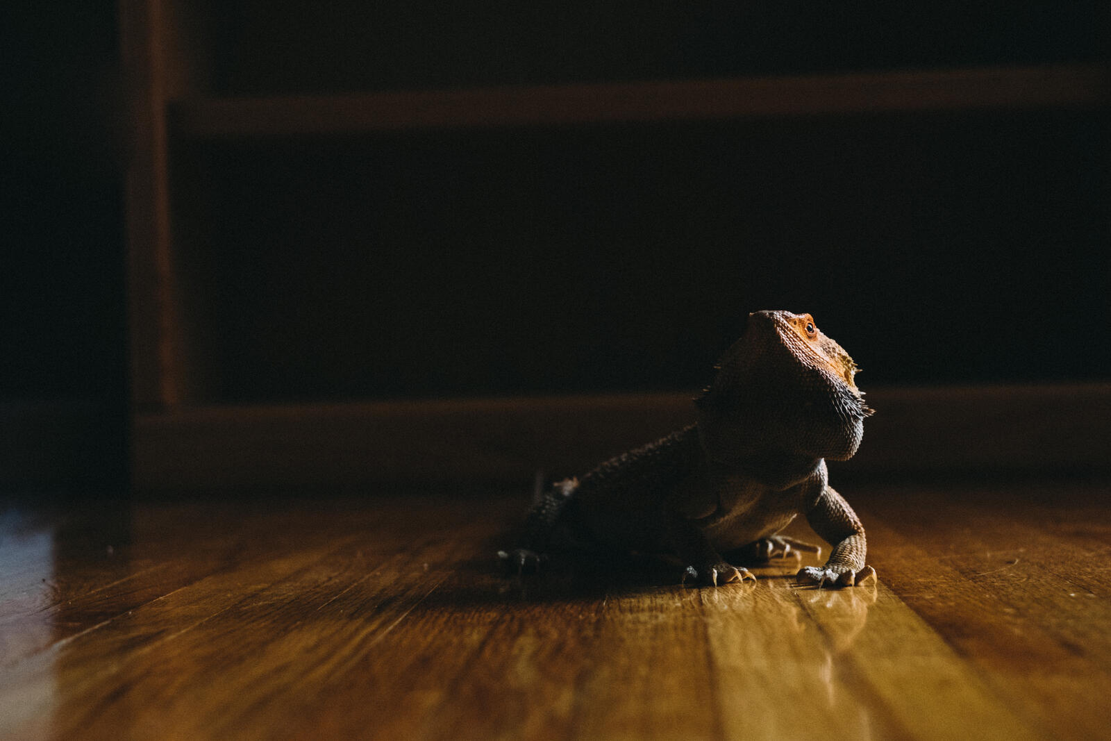 Домашняя ящерица ползет по ламинату