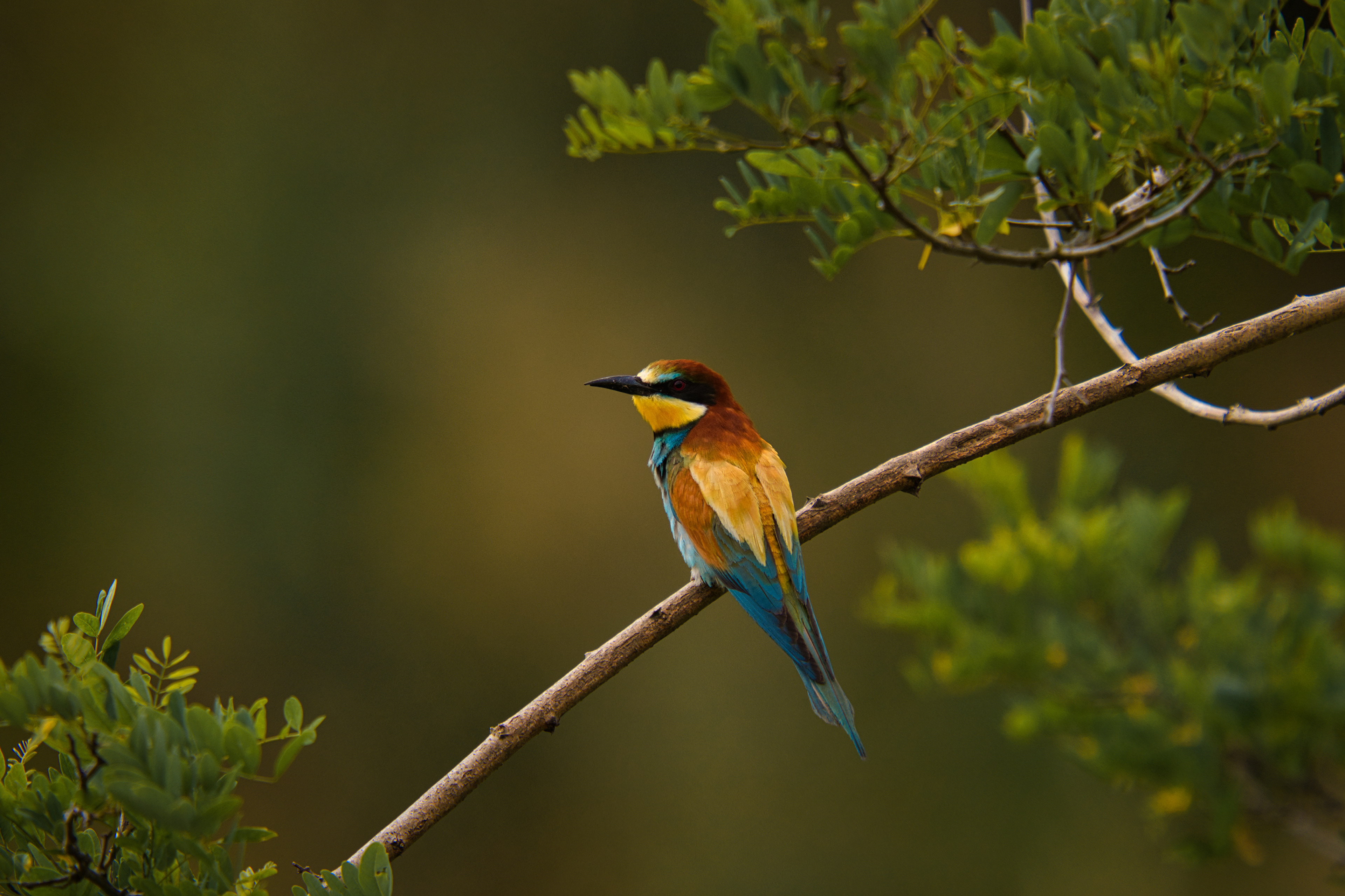 免费照片一个金黄色的鸟嘴坐在树枝上