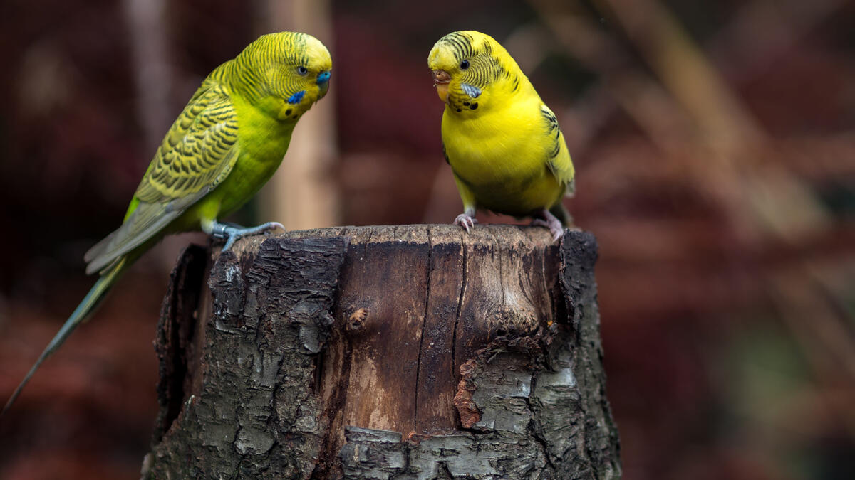 Two yellow and green parrots sitting on a stump
