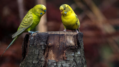 Два желто-зеленых попугая сидят на пне