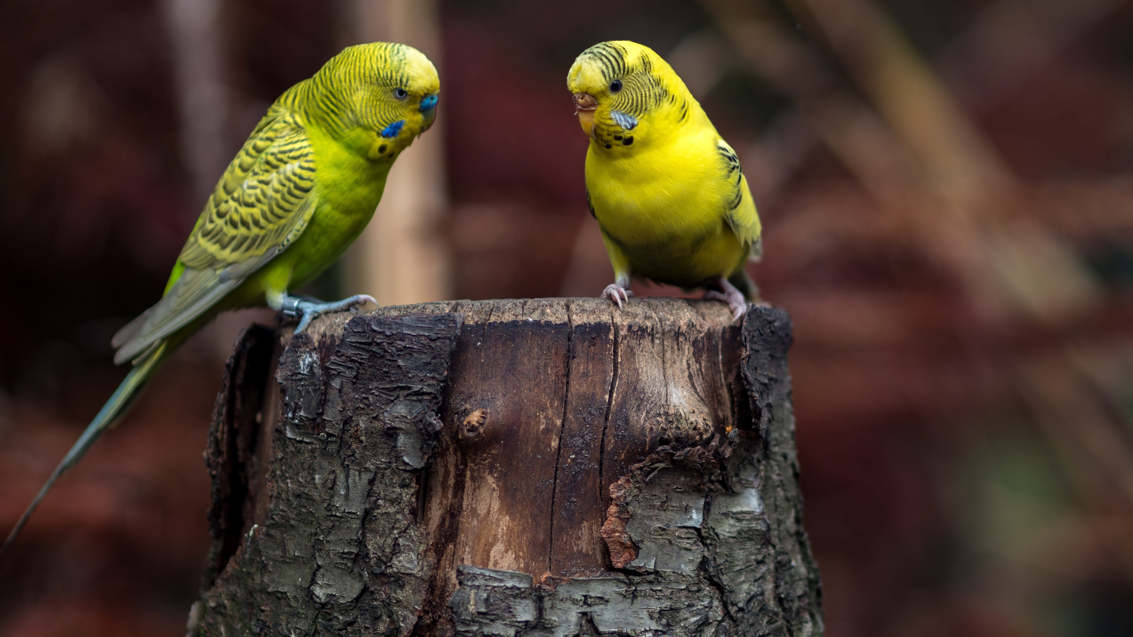 Free photo Two yellow and green parrots sitting on a stump