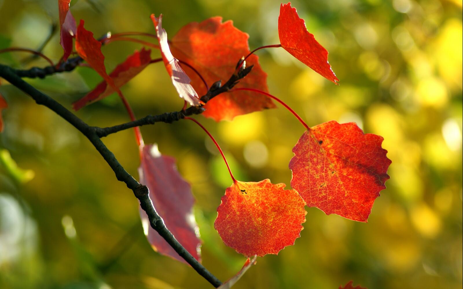 Free photo A sprig of fall leaves
