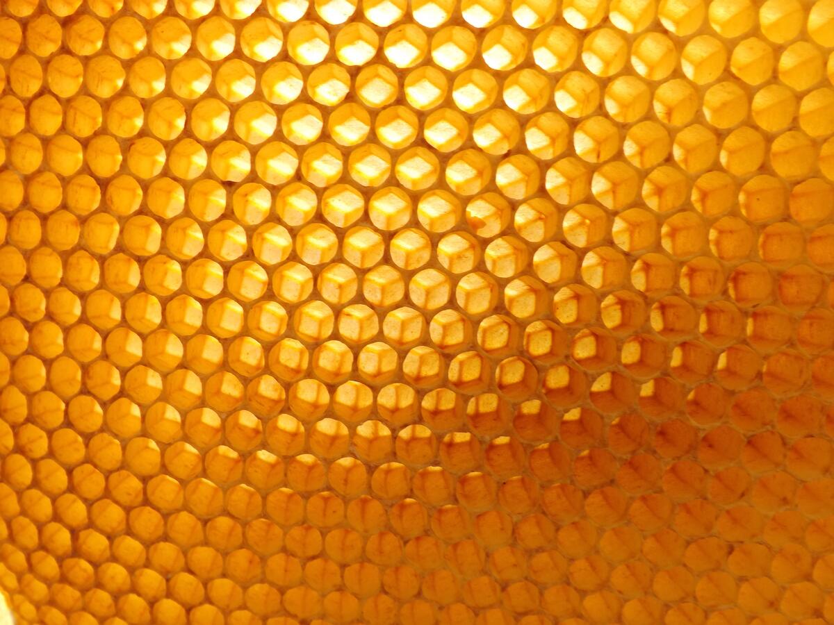 Пчелиные медовые соты