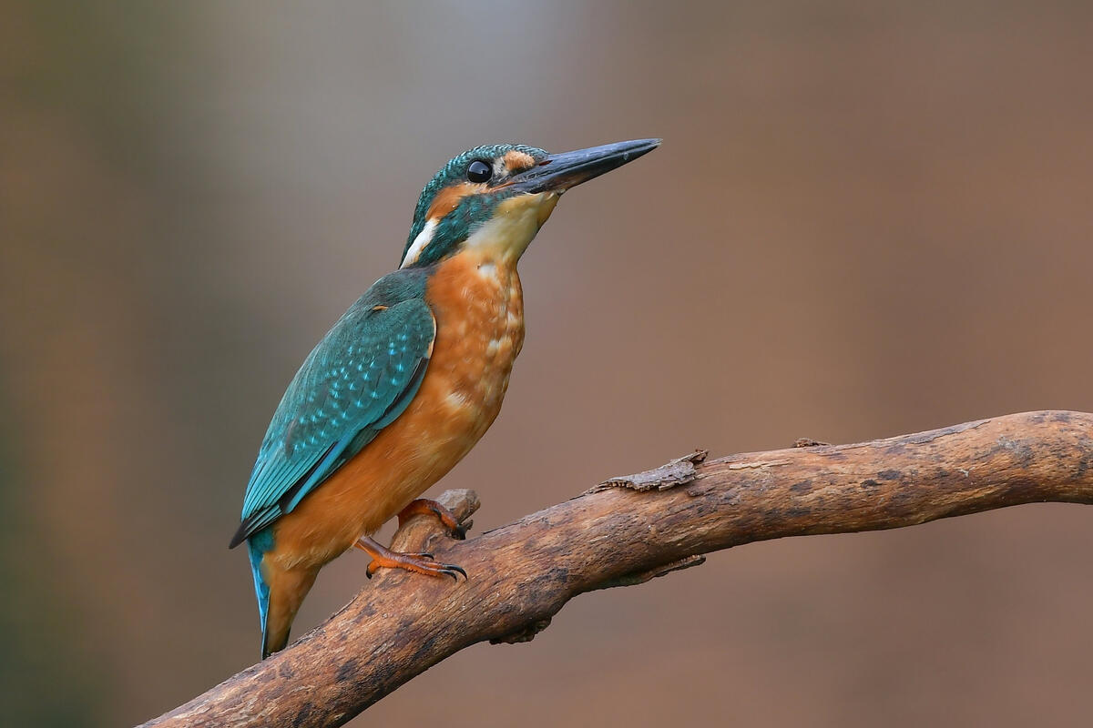 A kingfisher sits on a branch