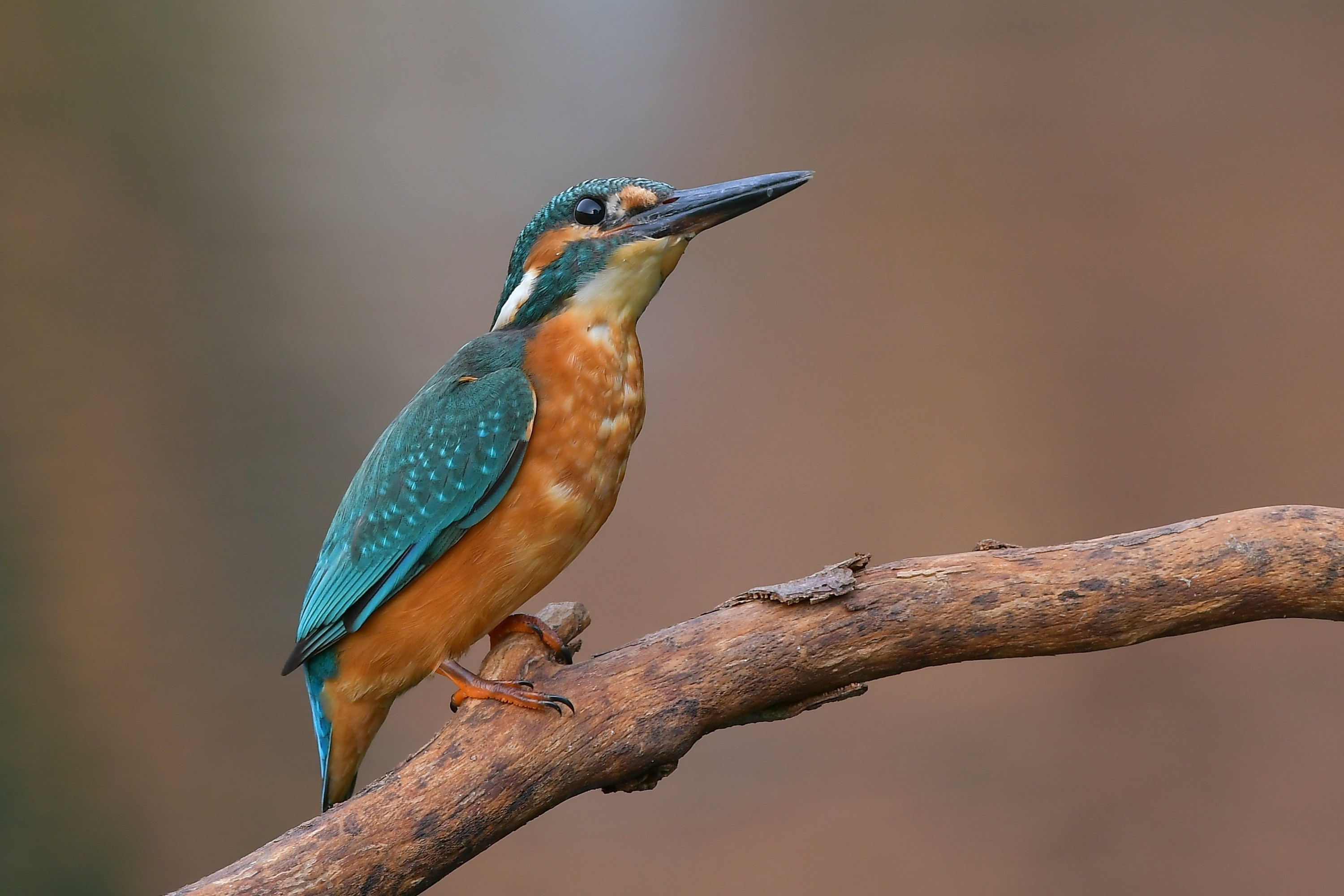 Free photo A kingfisher sits on a branch