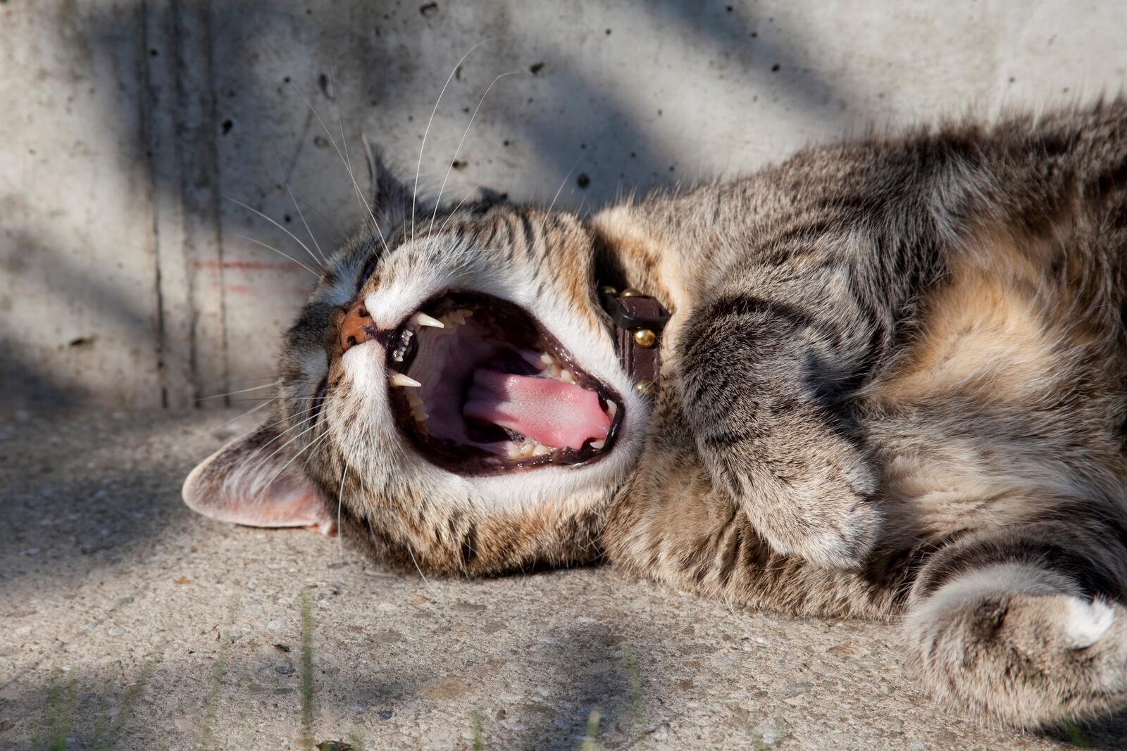 Бесплатное фото Кошка зевает