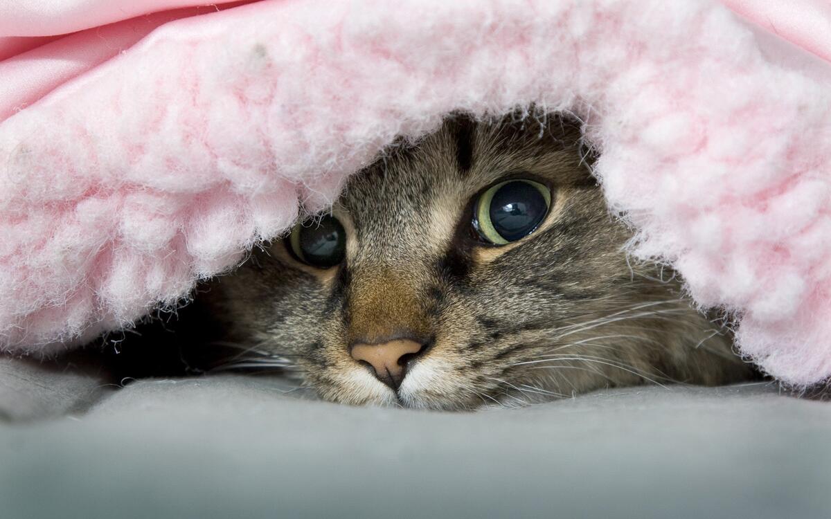 Котик прячется под одеялом
