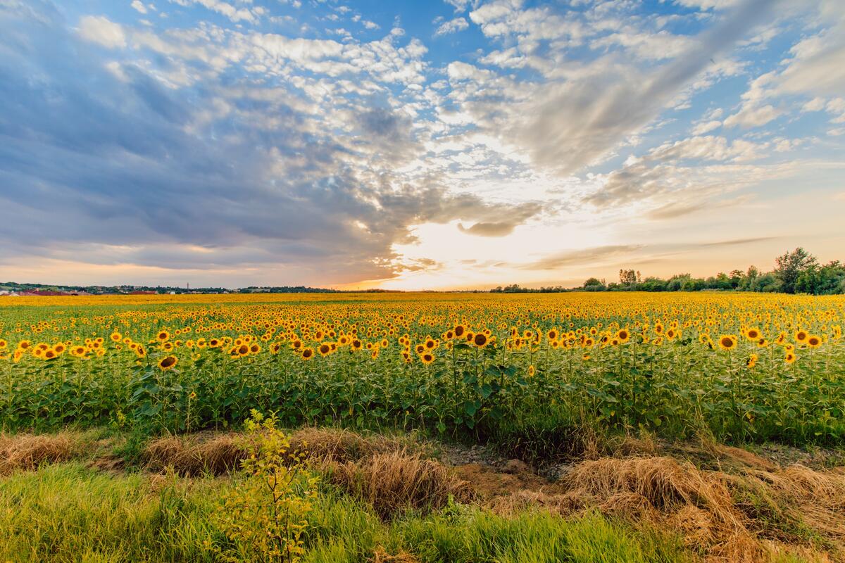 A huge field of sunflowers