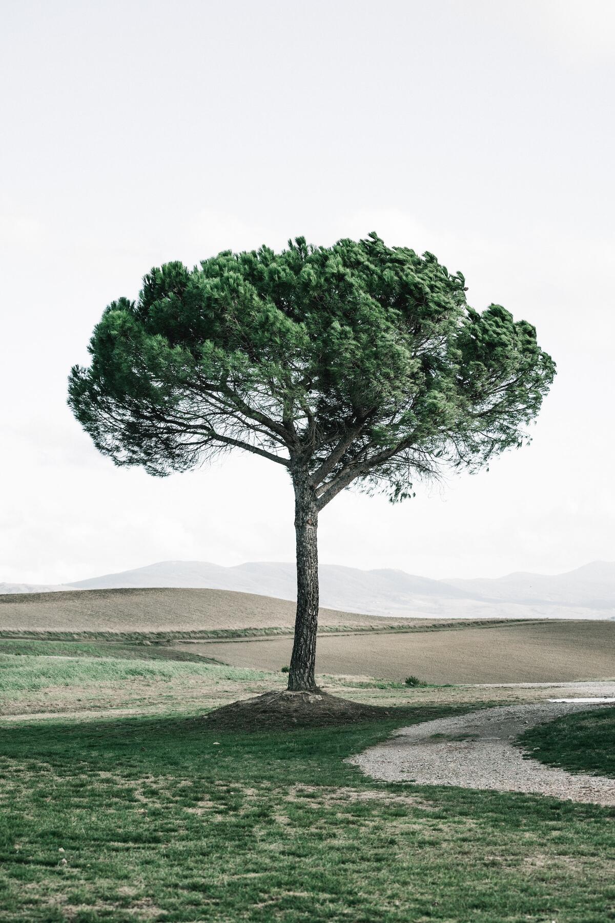 A lonely tree with a green crown