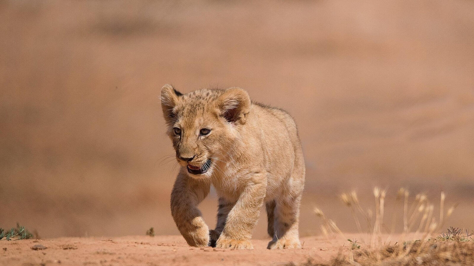 Бесплатное фото Маленький львенок бежит следом за прайдом