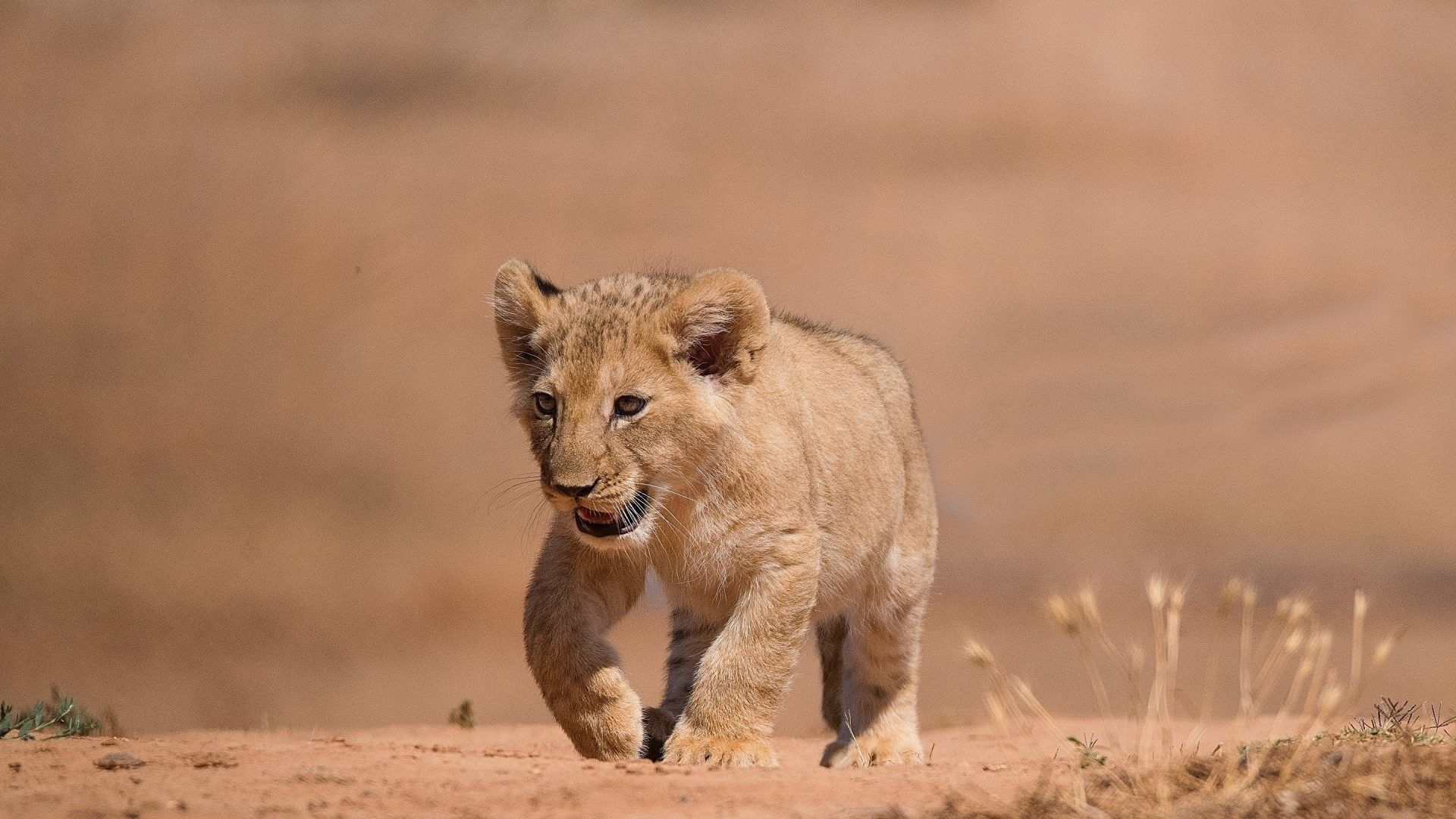 免费照片一只小狮子在骄傲游行后奔跑。