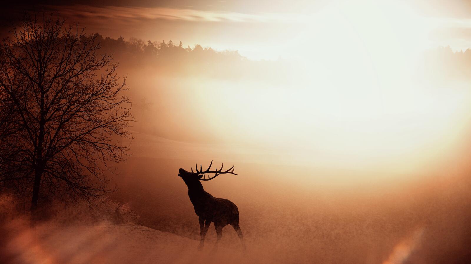Free photo The silhouette of an antlered deer on a foggy morning.