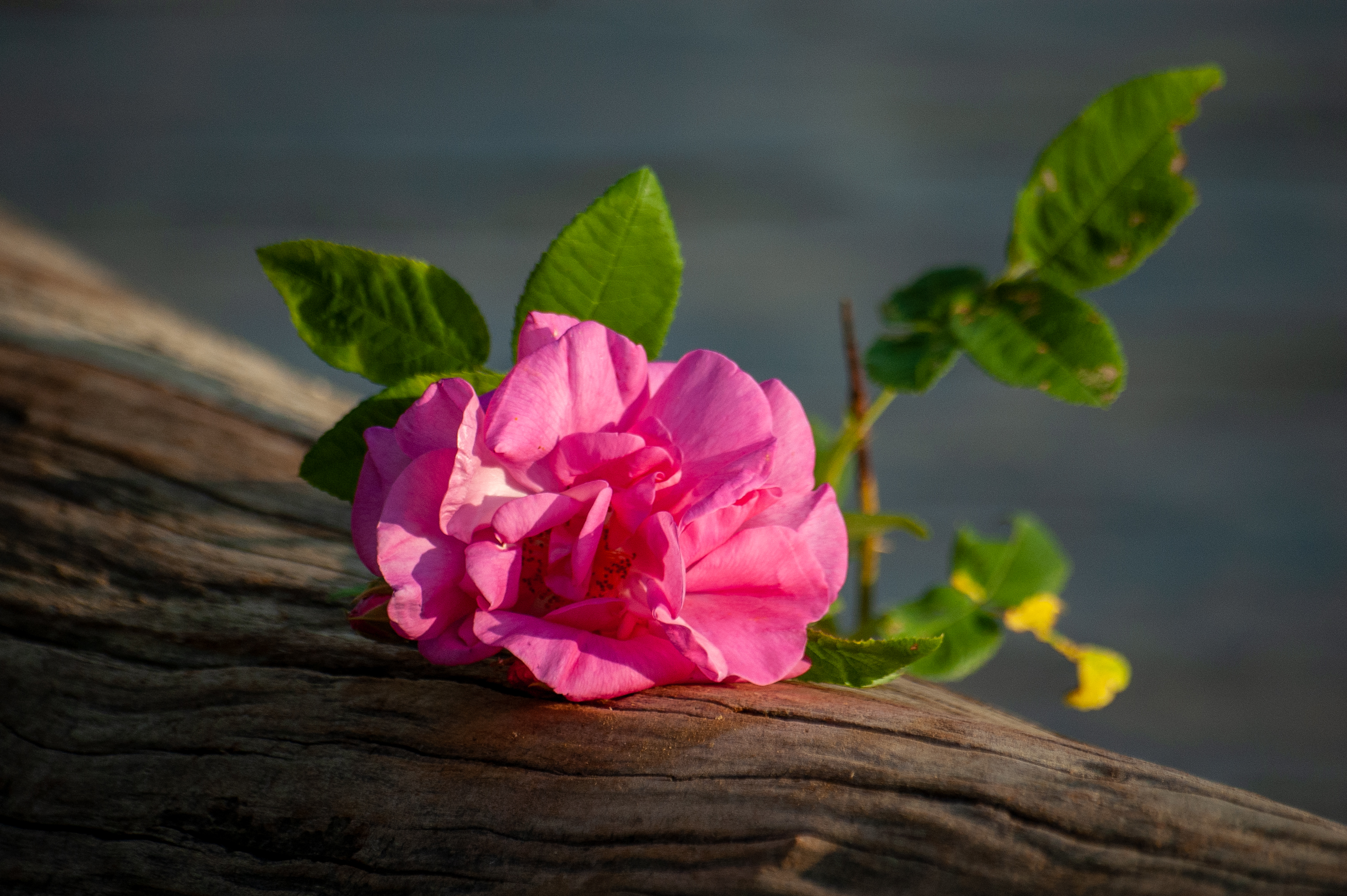 Бесплатное фото Розовый цветок лежит на поваленном дереве