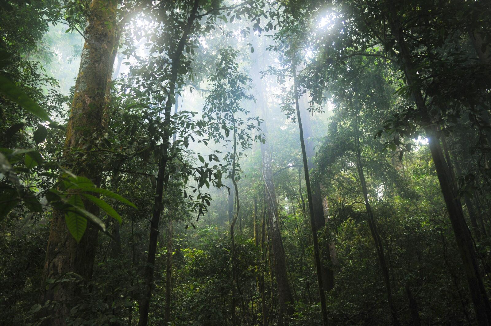 Бесплатное фото Лес джунгли с солнечным светом
