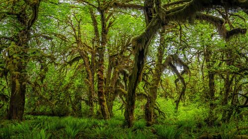 Старые деревья покрытые мхом в Олимпийском национальном парке США