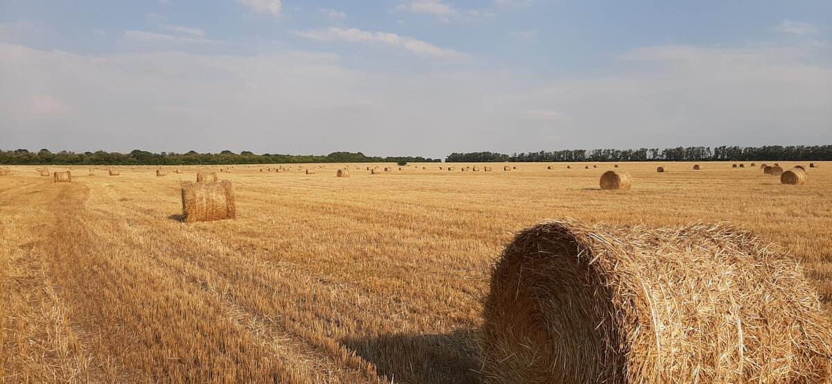 A large field with bales of hay and straw