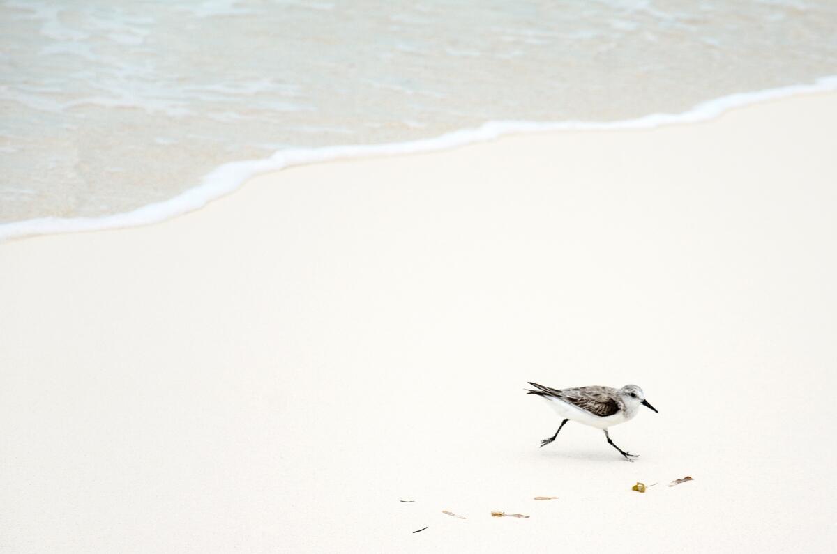 Чайка гуляет по песочному пляжу