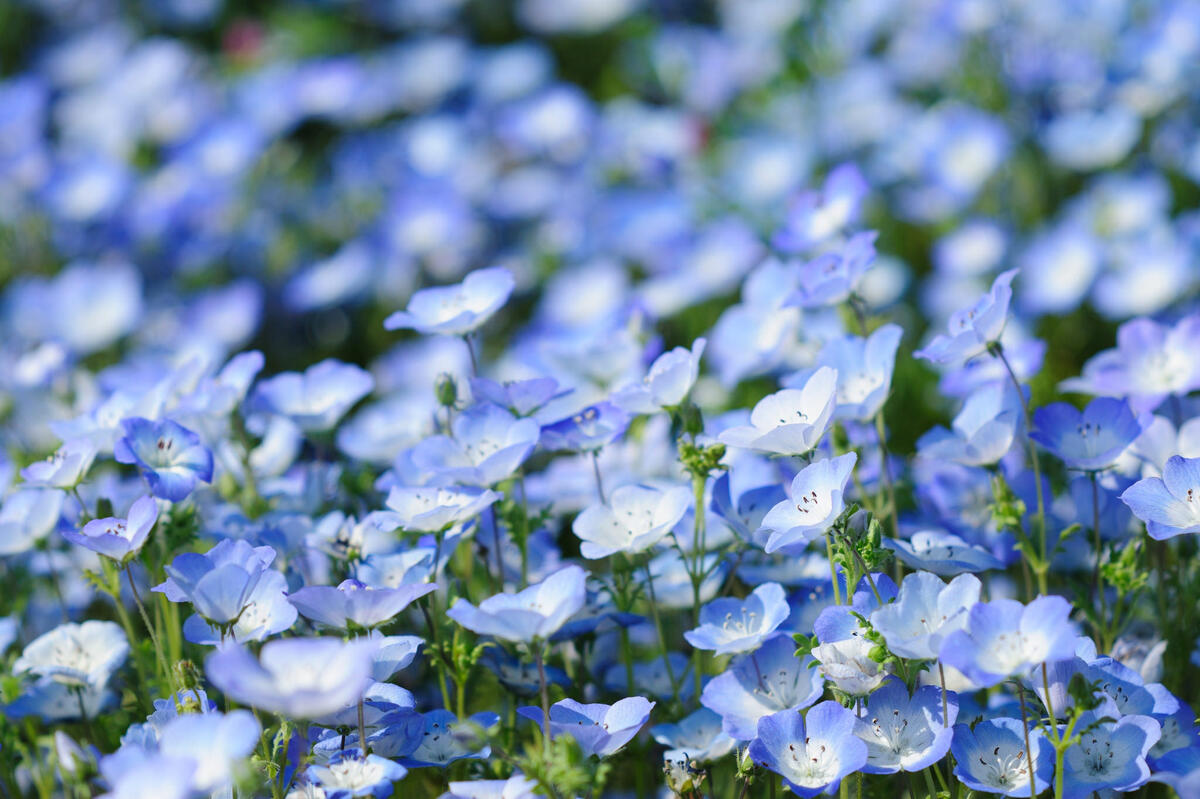 Blue little flowers on a big field