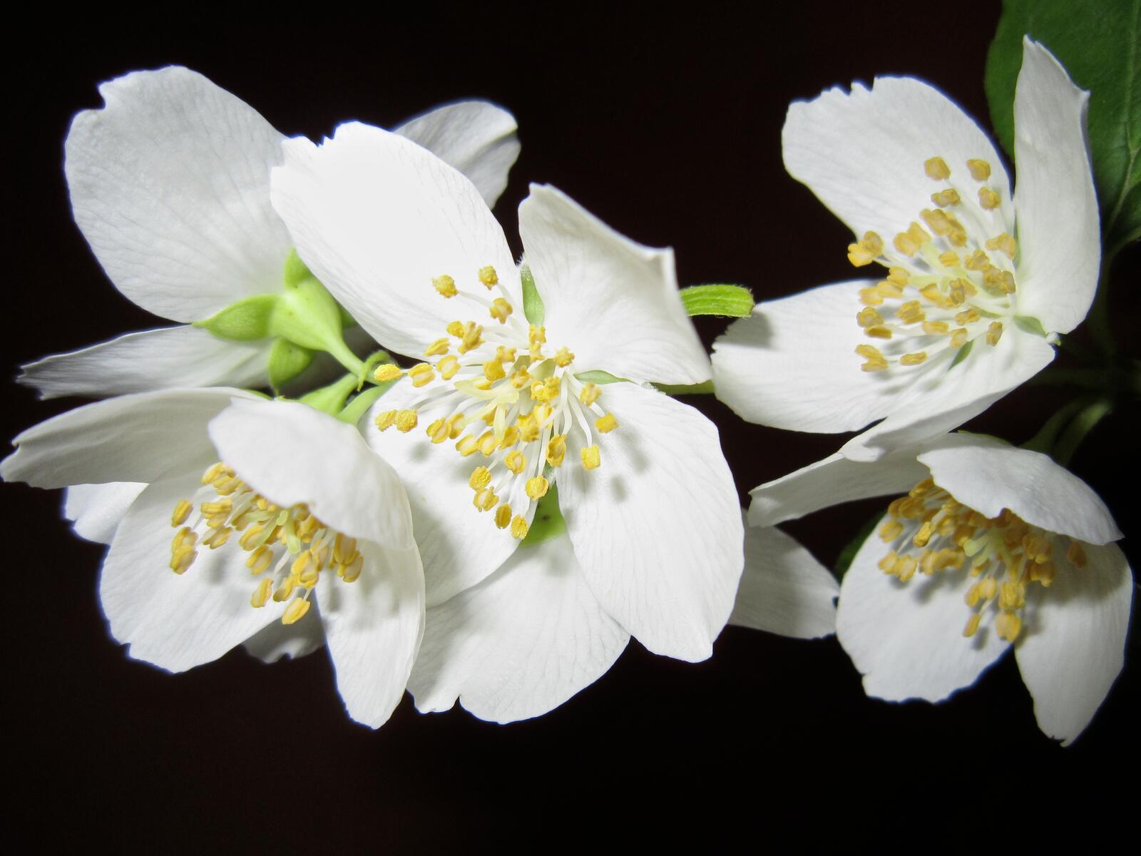 Бесплатное фото Ароматный белый цветок жасмина