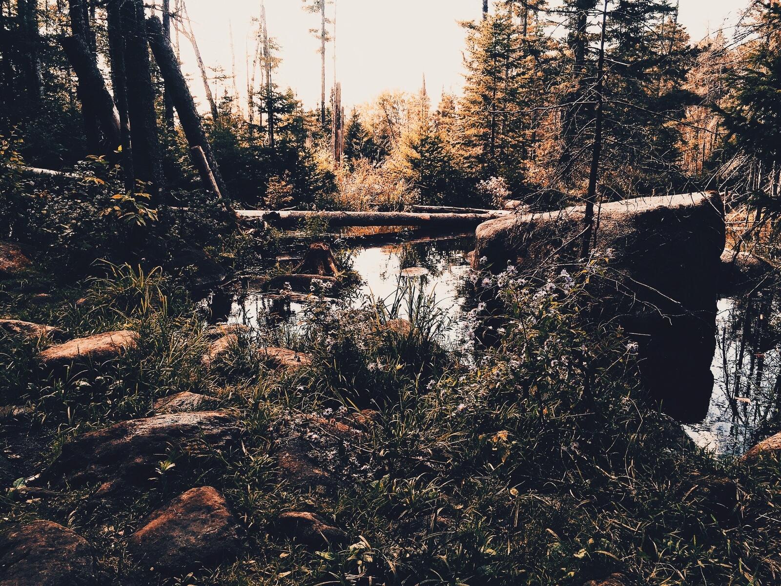 Бесплатное фото Непроходимый затопленный лес