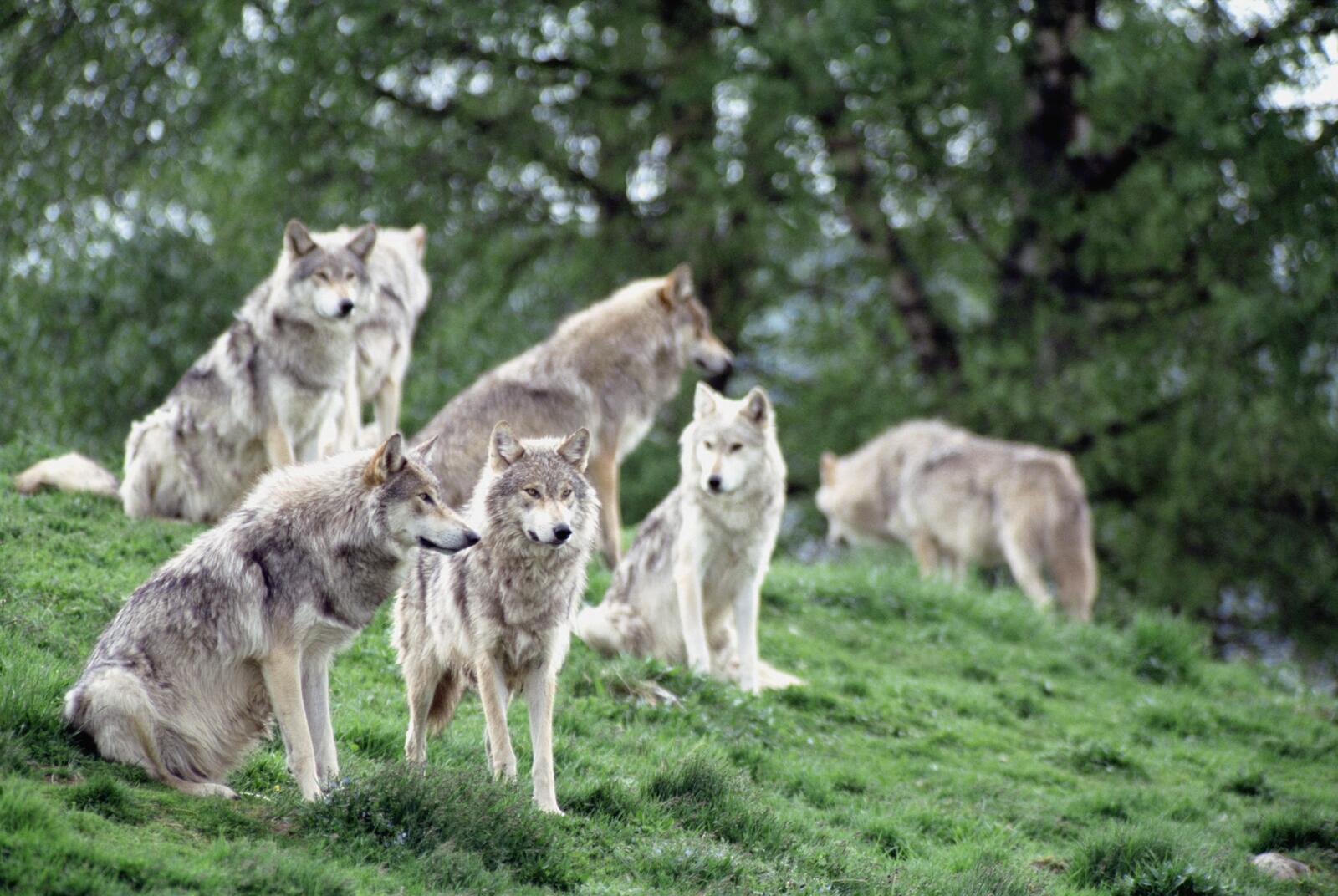 Free photo A pack of wolves resting on a hill