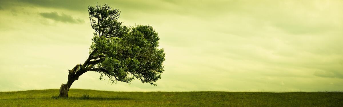 Одинокое дерево наклоненное от сильного ветра