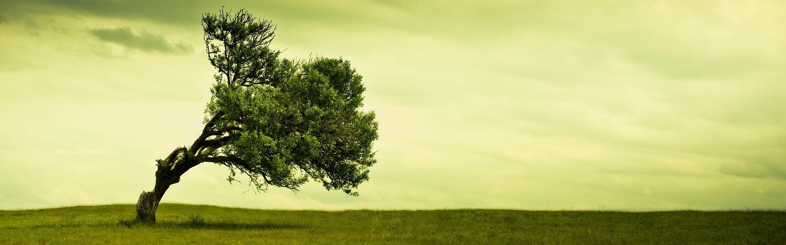 Бесплатное фото Одинокое дерево наклоненное от сильного ветра