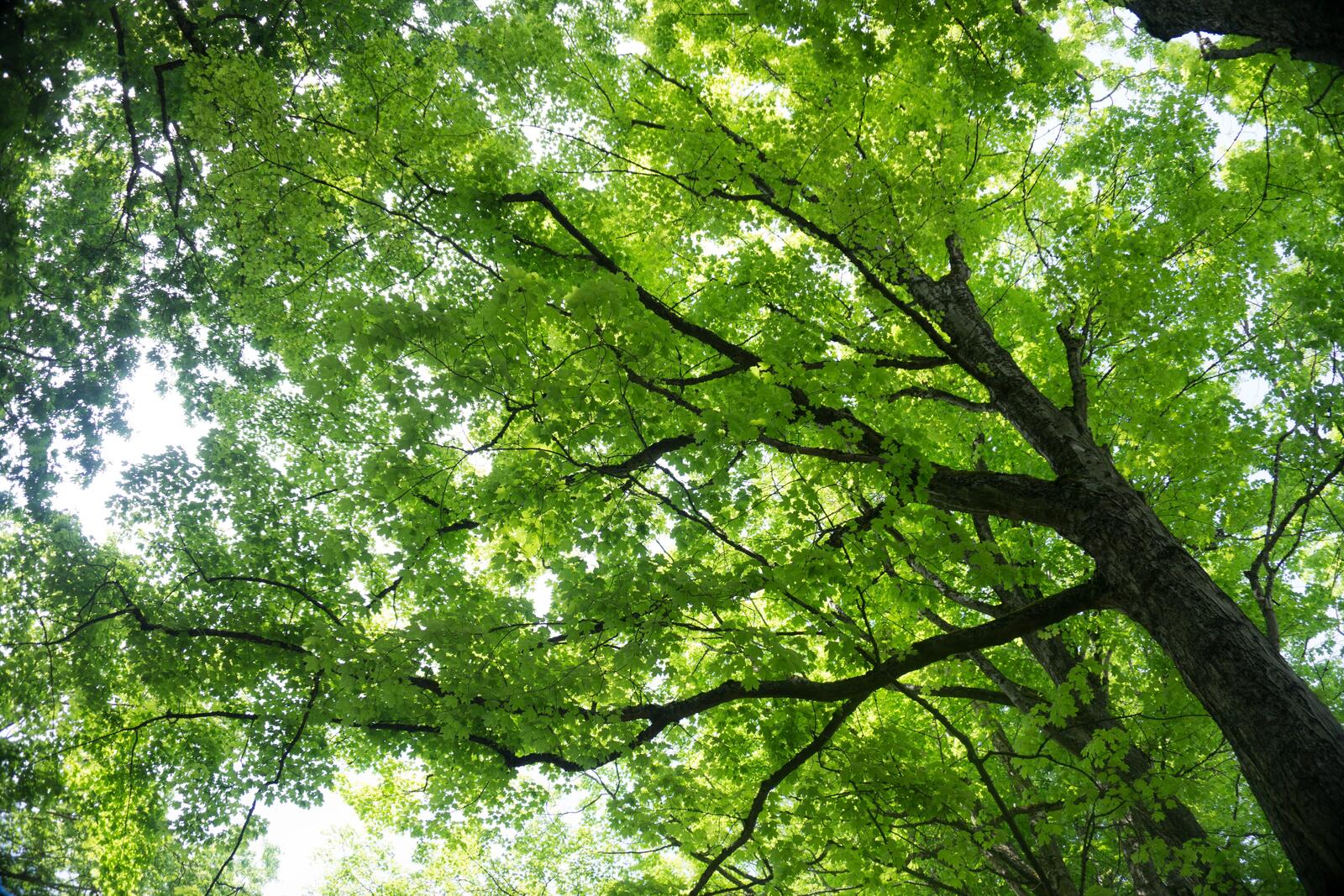 Бесплатное фото Клен с зелеными листьями