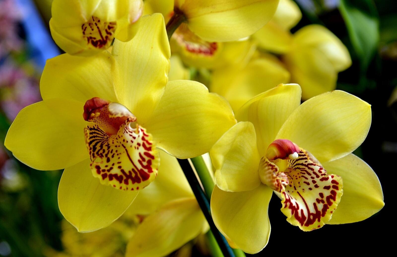 Бесплатное фото Желтые орхидеи