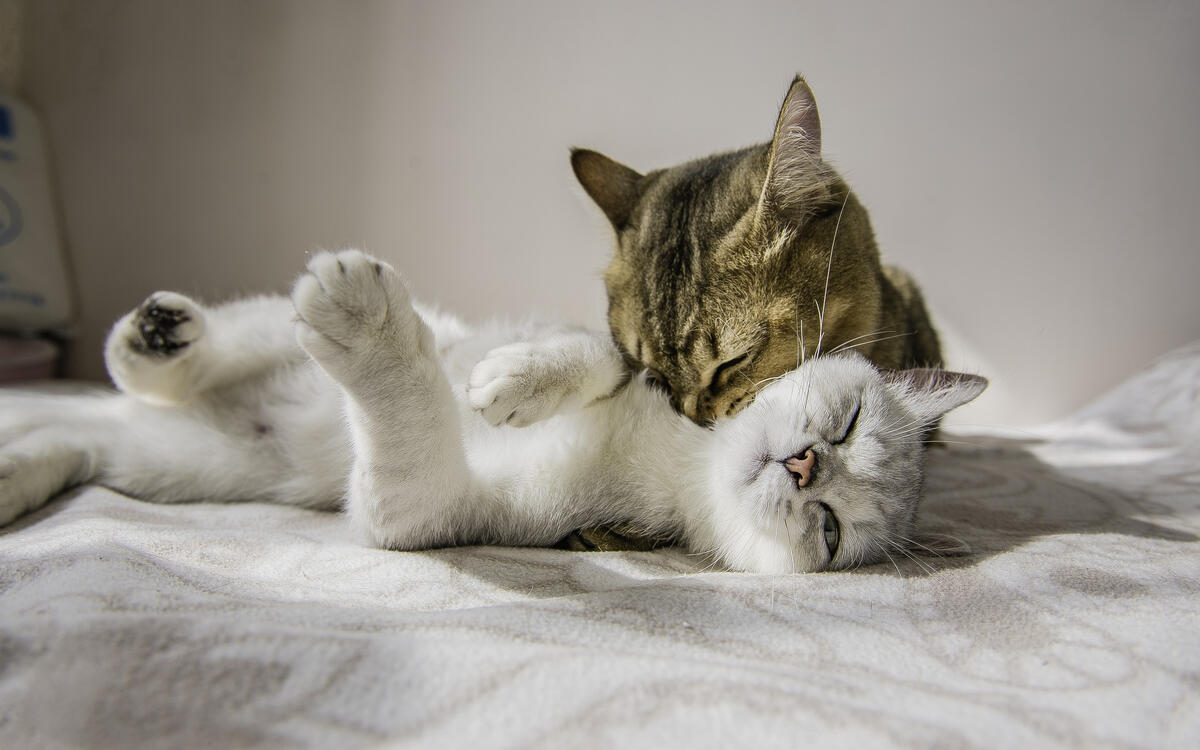 Милая кошачья пара играет в постели