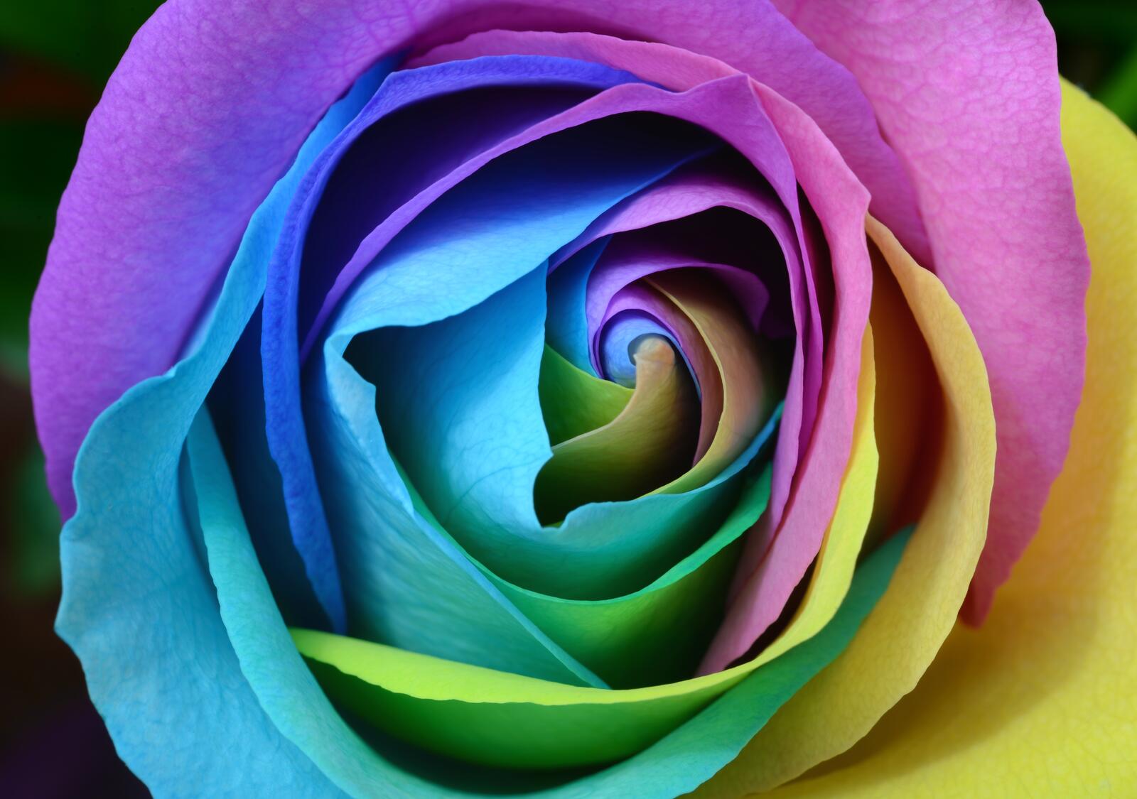 Wallpapers rose colorful bud on the desktop