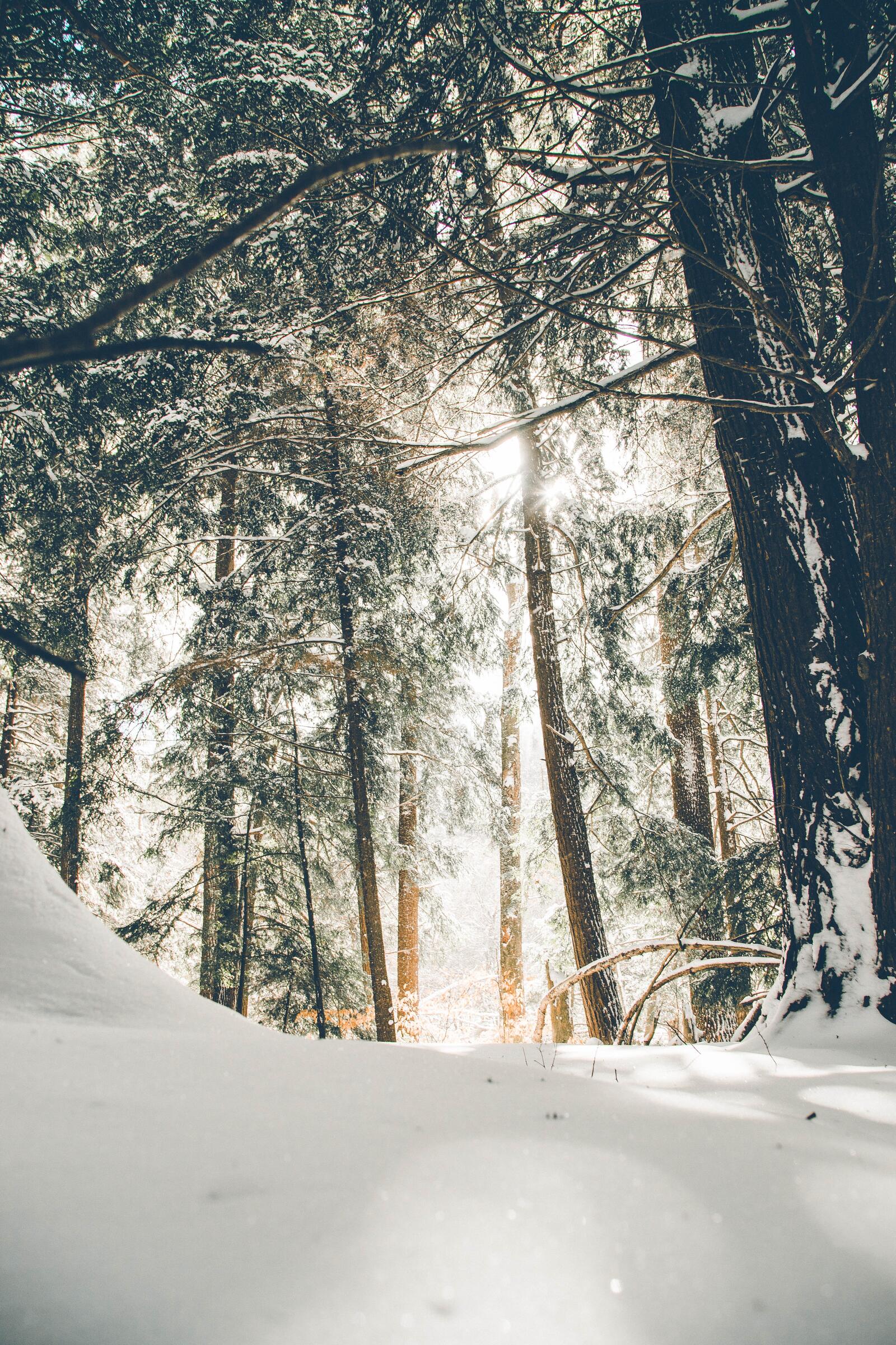 Бесплатное фото Обои с зимним хвойным лесом