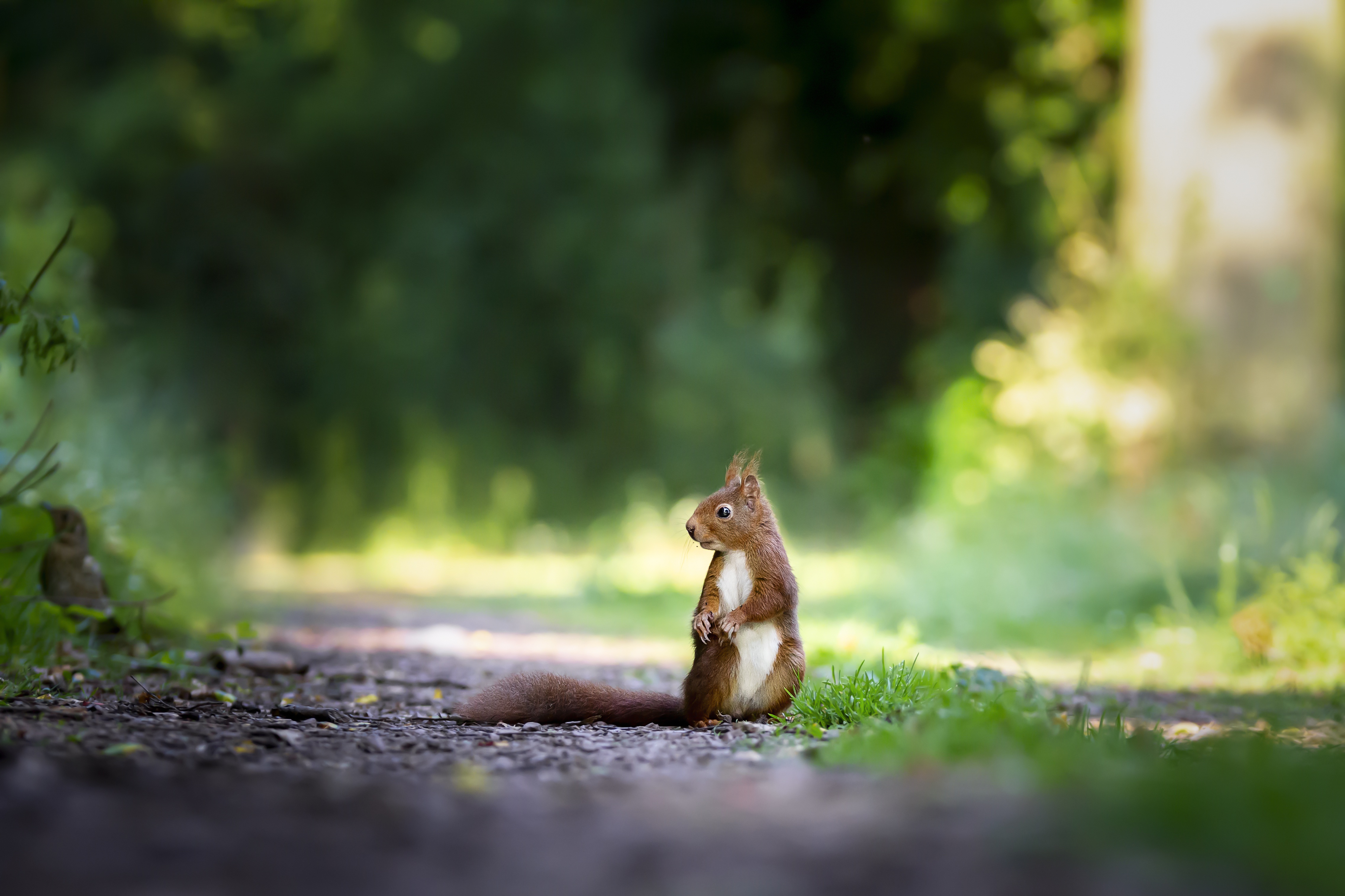 Wallpapers squirrels on earth Pathway on the desktop