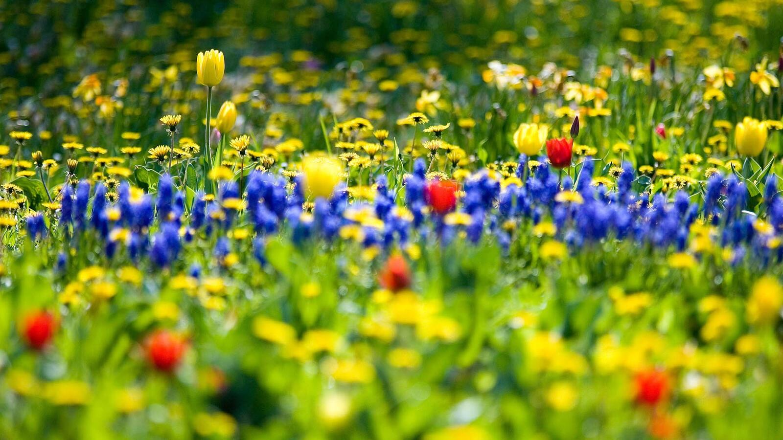 Бесплатное фото Летнее поле с цветами