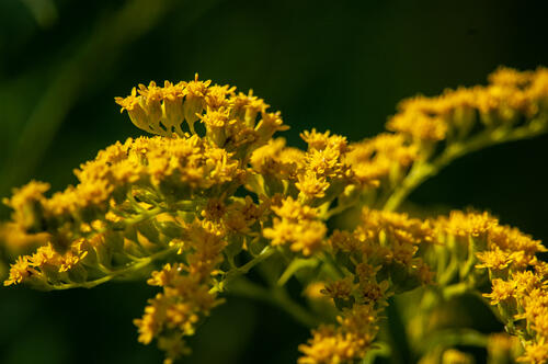 Field yellow flower close-up