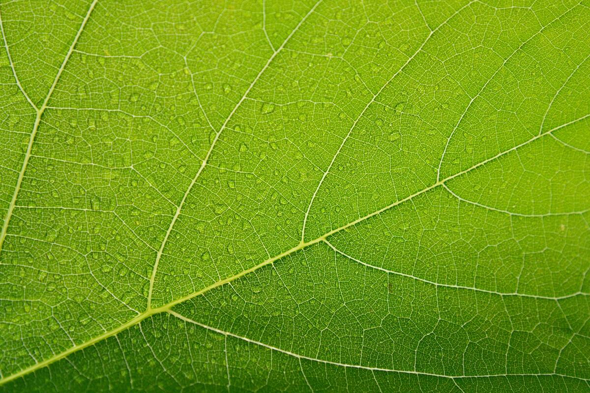 Dewdrops on a green leaf