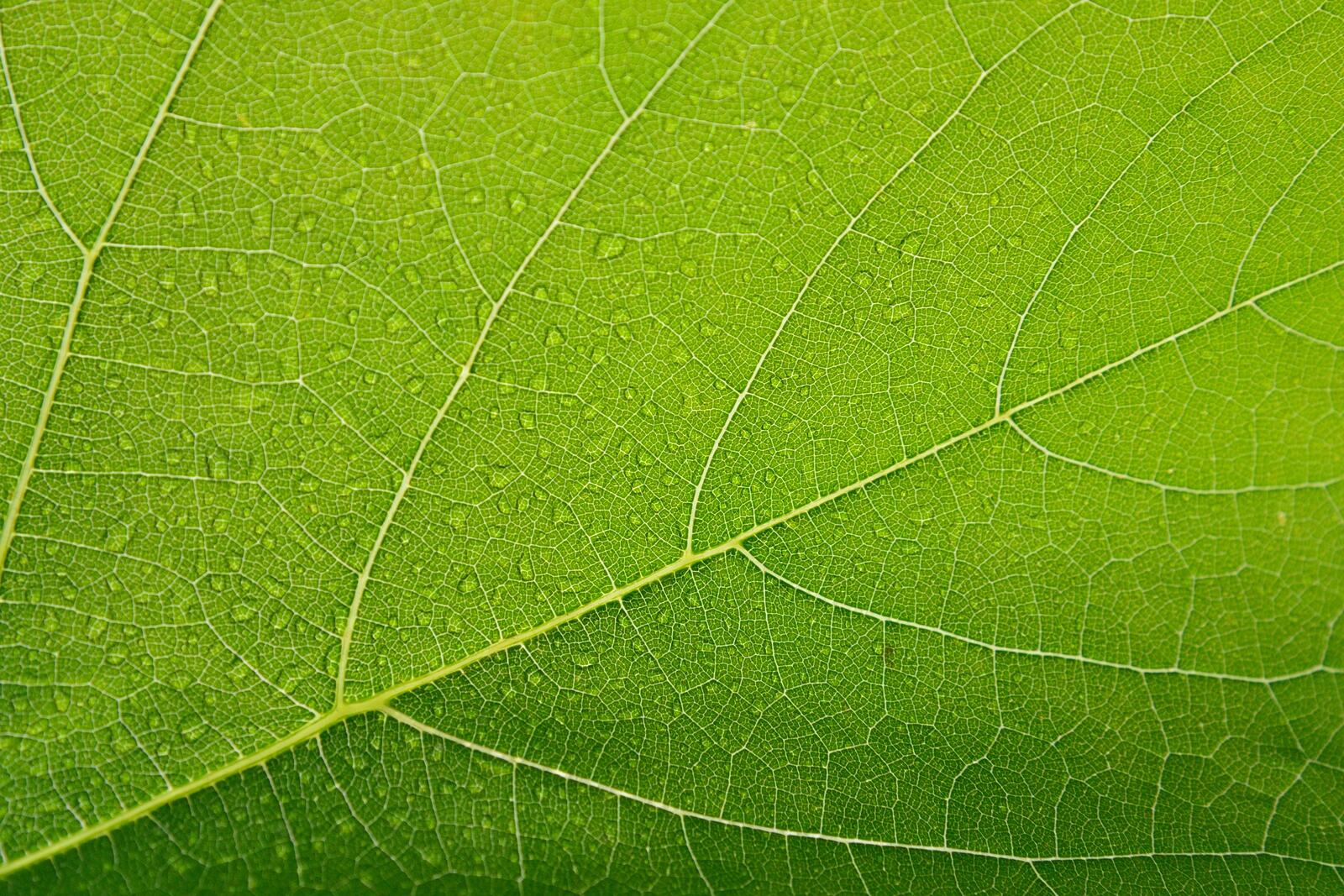 Бесплатное фото Капли росы на зеленом листке