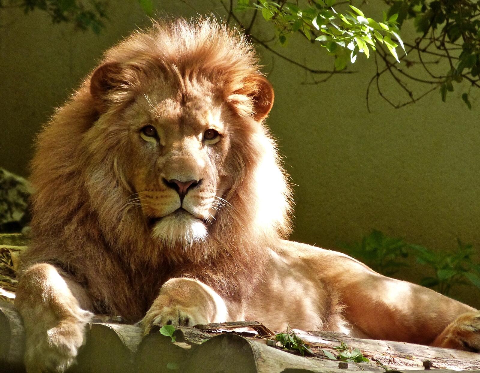 Бесплатное фото Фото угрюмого льва