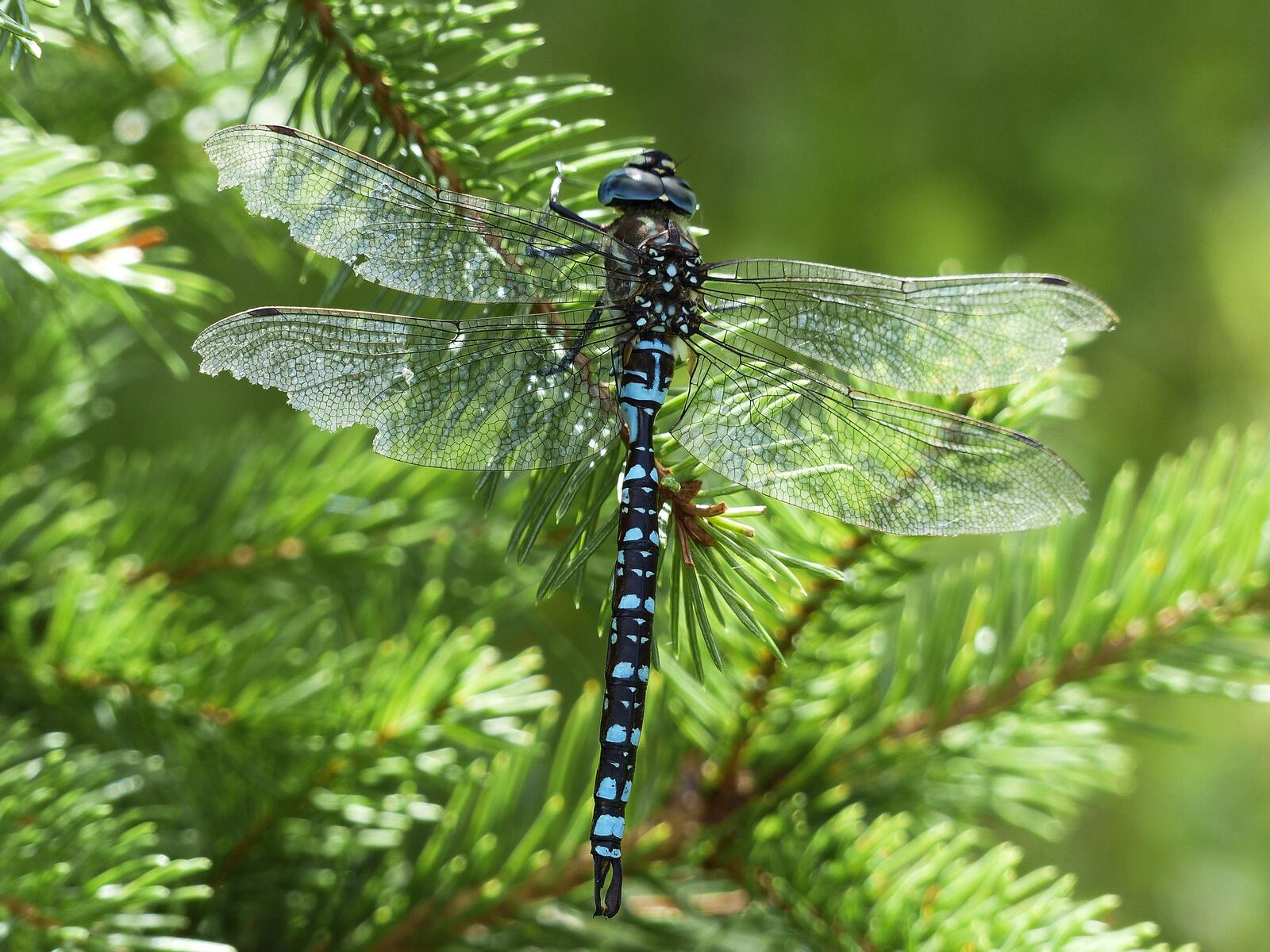 Free photo A black dragonfly sits on the green needles of a spruce tree.